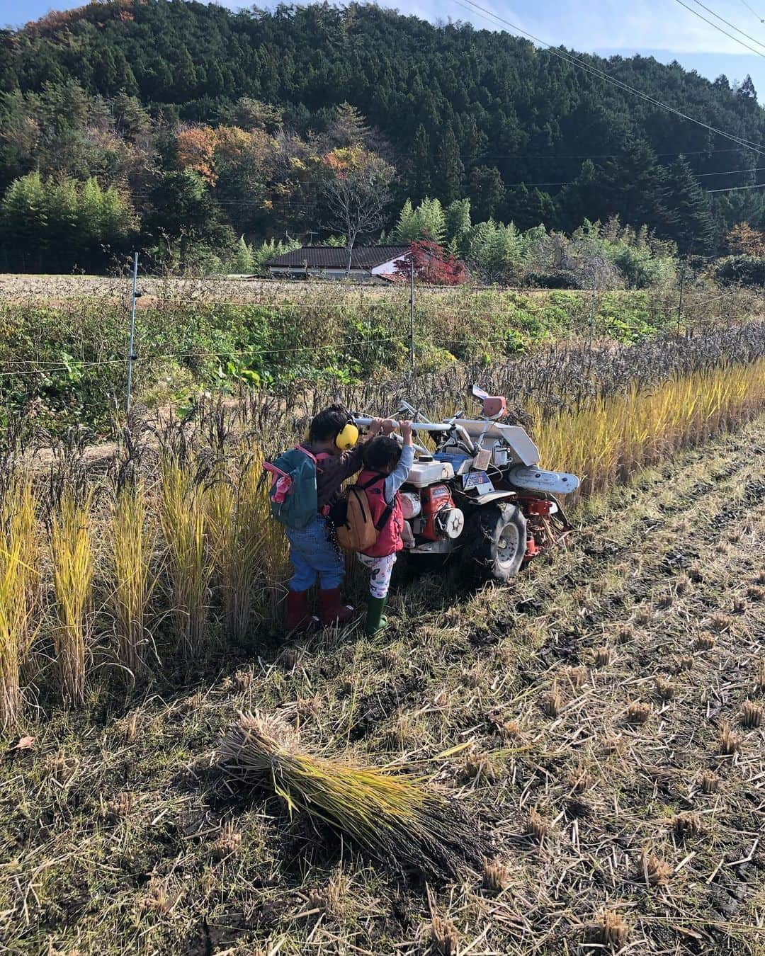 Shogoさんのインスタグラム写真 - (ShogoInstagram)「今回出店してくださる農家さん紹介します👨🏻‍🌾②  大島農園  1981年栃木県生まれ。花や野菜の生産農家、造園や花屋などの仕事につき、有機農家での1年の研修を経て、2017年、栃木県塩谷町で「大島農園」を開く。農薬・化学肥料を一切使わず約50品目の野菜と米を作る。  ----- 大島さんとはカメラマンのゴウさん @gotanabe が稲刈りに誘ってくれて出会いました。 日光に近い栃木県の山間に大島さんの田畑があります。 大島さんはとにかく優しい。 人にも自然にも。 手間がかかっても、昔の良い"こと"や"もの"を使って自然に寄り添いながらお米や野菜を育てていました。 自宅隣の踏み込み温床を見せて下さった時のキラキラした目が忘れられません。笑 そんな大島さんは今回無農薬のササニシキと古代米の餅米のお餅を出店してくださいます。  糖過多になり過ぎていない美味しいササニシキ。 古代米のお餅は、軽いのにモチモチ。たくさんいただいたのに家族でハマり過ぎて秒でなくなりました。  あ〜思い出したらもう食べたい🤤  みなさんも是非に！  @oshimanaturalfarm    〝Cape HEIGHTS presents 冬の野菜市〟 ◯日時　 12/5(土）6(日） 10〜16時 ◯場所 表参道COMMUNE 東京都港区南青山3-13」12月3日 15時39分 - shogo_velbed