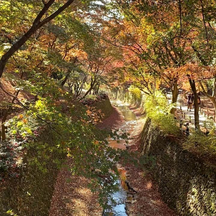 uinoloscaのインスタグラム：「いろんな表情をした紅葉にとても癒された🍁✨  ・ ・ ・ #京都観光スポット #北野天満宮 #紅葉狩り」