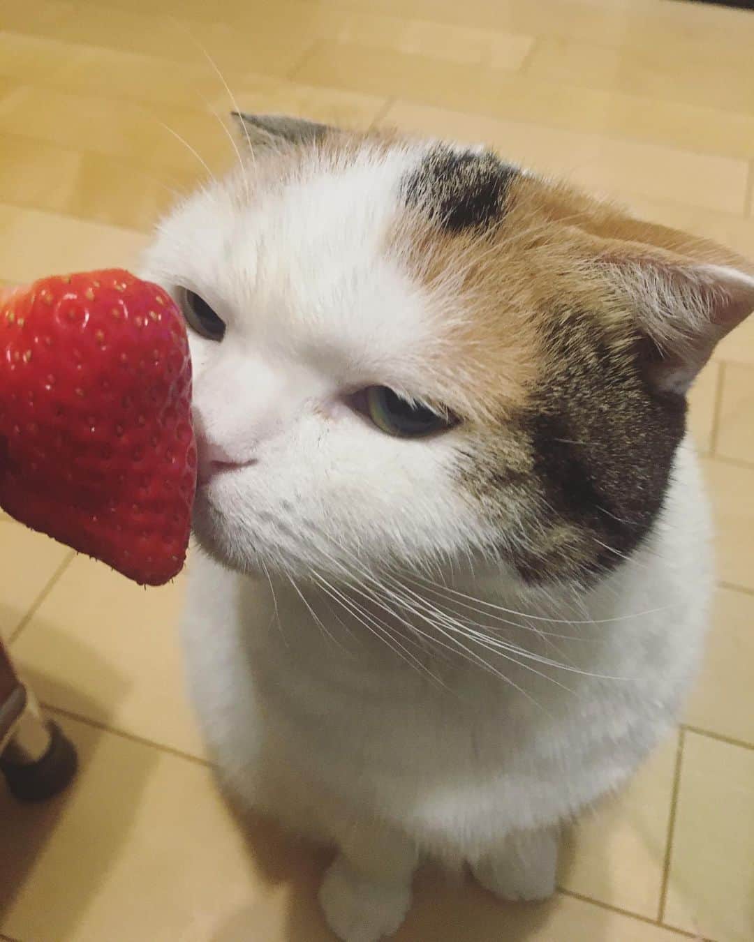ありす & まりあのインスタグラム：「No thank you 🍓むむ…」