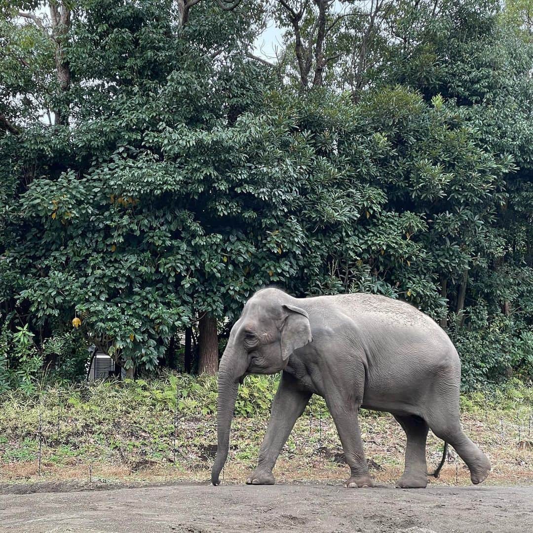 sioneのインスタグラム：「ズーラシア行ってきた🐘🐅🦏🦒🦓  #shotoniphone」