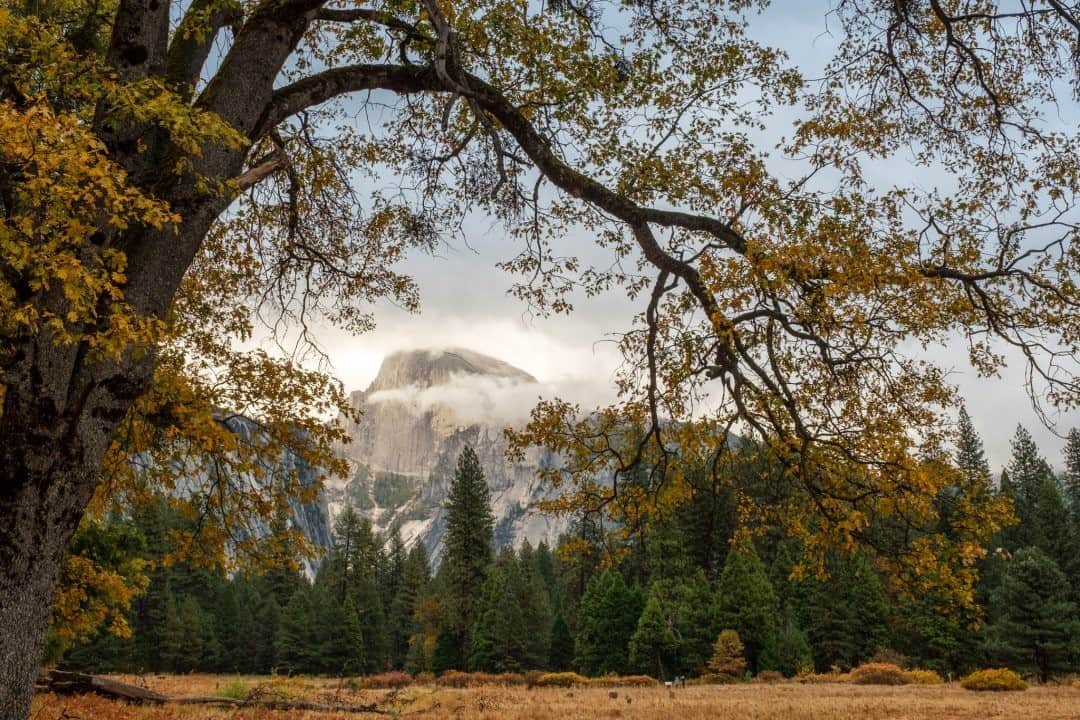 National Geographic Travelさんのインスタグラム写真 - (National Geographic TravelInstagram)「Photo by @KristaRossow / Autumn brings golden colors and moody weather to Yosemite National Park. Here I was able to frame the park's iconic Half Dome with a graceful tree branch. For more travel images, follow @KristaRossow. #autumn #Yosemite #HalfDome #NationalPark」12月3日 16時40分 - natgeotravel