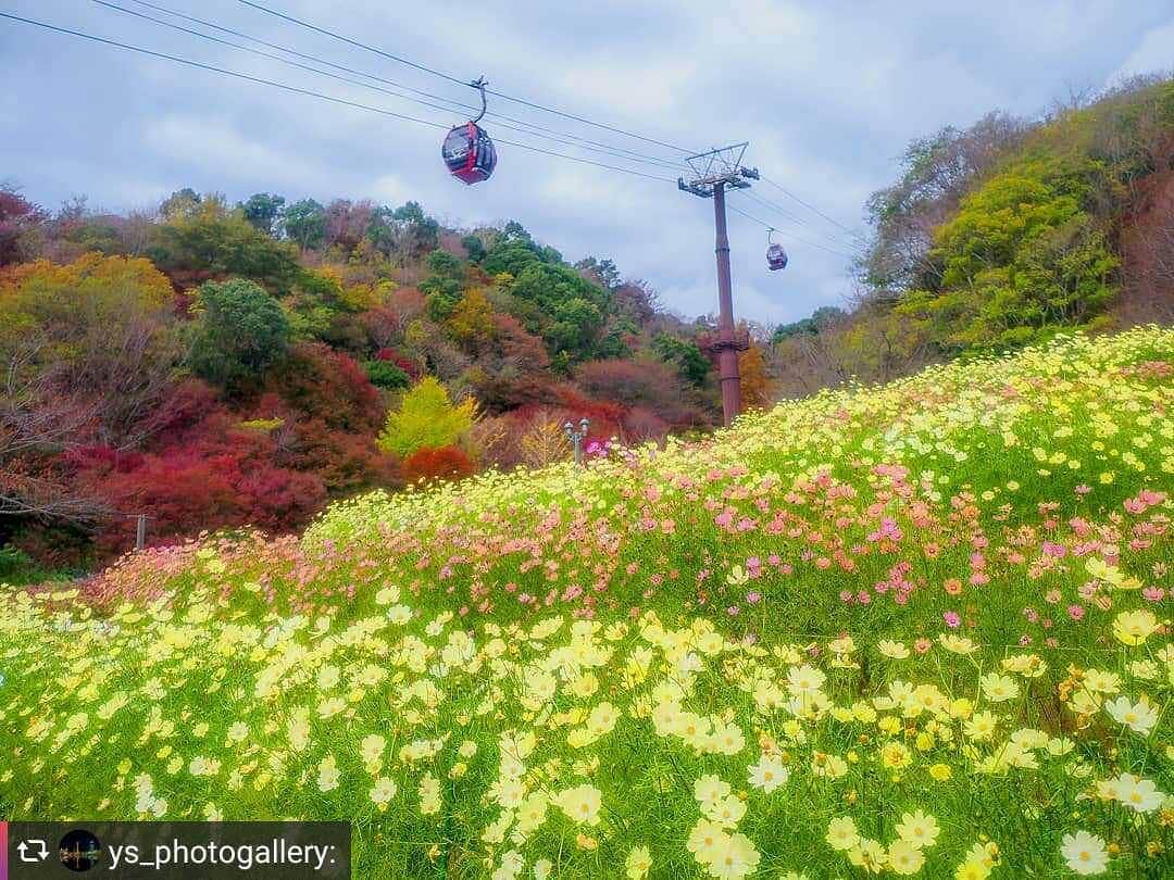 兵庫県さんのインスタグラム写真 - (兵庫県Instagram)「兵庫県公式インスタグラム『love_hyogo』です。  love_hyogoでは皆さんが#lovehyogo のハッシュタグを付けて投稿していただいた写真を紹介をさせていただきます。  本日のピックアップは @ys_photogalleryさんのお写真です👑 ハッシュタグをつけての投稿ありがとうございます🙏  写真は、神戸市中央区の『神戸布引ハーブ園』での一枚です📷✨  彩り豊かな紅葉の山並みと生き生きと咲き誇るコスモス群の競演🍁🌿🌸勢いある花姿は壮観！近くの「布引の滝」を想わせます(私だけかな…)😁  神戸布引ハーブ園では、約500本のもみじ、約100本のヤマザクラ、ハゼ、ウルシ、コナラ、メタセコイアなどが山を彩ります。また12月上旬頃までコスモスが楽しめます。ロープウェイで空中散歩をしながらの眺めも素敵かもしれません🙌👟🌿  兵庫にまつわる投稿は#lovehyogo のハッシュタグをお願いします👈  −−−−−−−−−−−−−−−−−−−−−−−−−−−−−−−−−−−−−−−−−−−−−−−−−−−−−−−− 兵庫県では、新型コロナウイルス感染拡大を予防する『ひょうごスタイル』（📍3密（密閉、密集、密接）の回避📍身体的距離の確保📍マスクの着用等）の推進のご協力をお願いしています。  #兵庫県#兵庫#lovehyogo#love_hyogo#photooftheday#followme#神戸市#神戸市中央区#神戸布引ハーブ園#コスモス#秋桜#紅葉#ロープウェイ#神戸の秋景色#空中散歩#秋色#自慢したい兵庫の景色」12月3日 16時41分 - love_hyogo