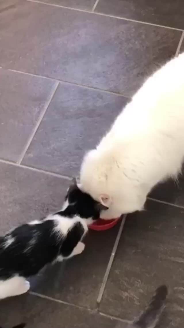 The Cats Of Instagramのインスタグラム：「#Repost • #COIVideoChallenge • @smartestblonde03 What the baby wants the baby gets.」