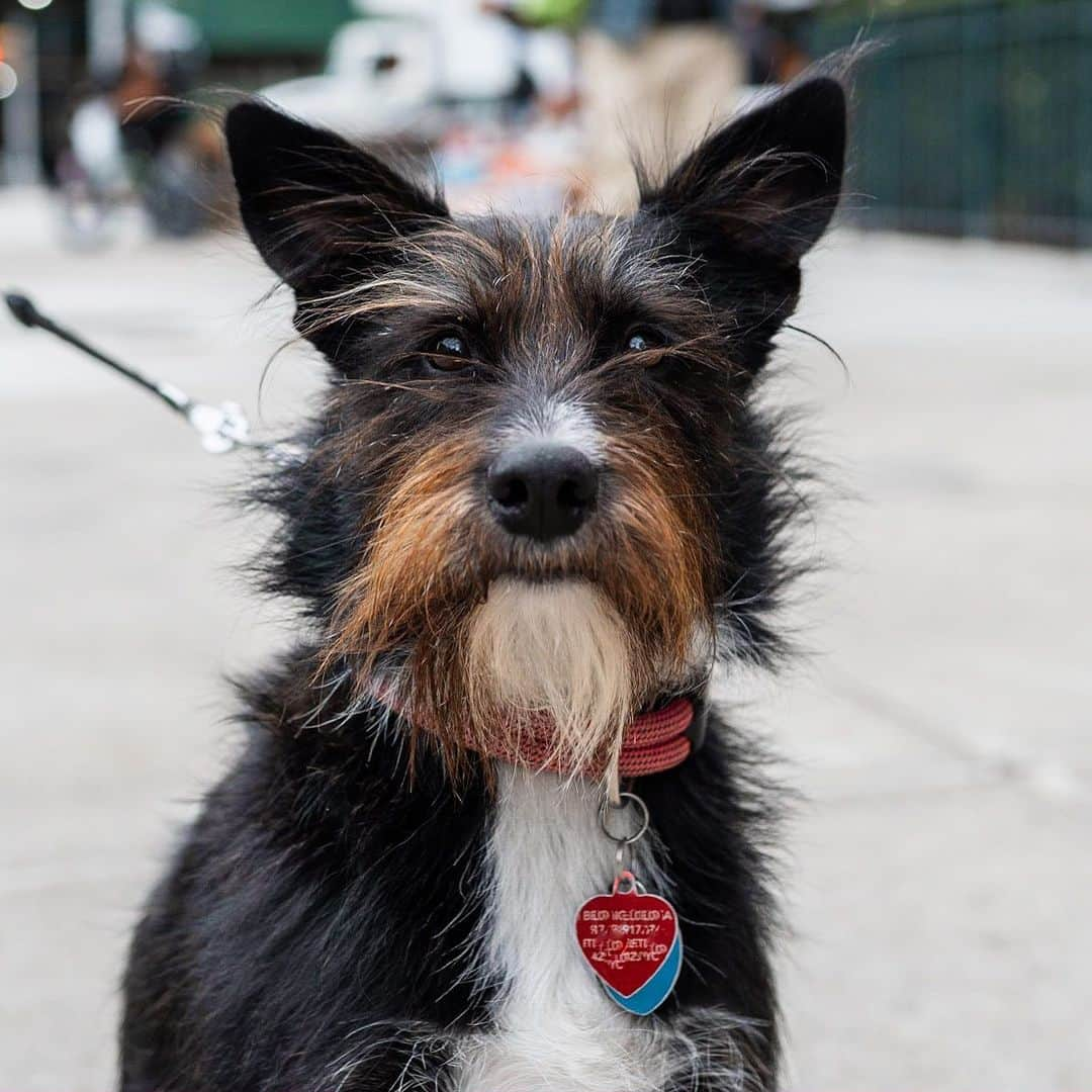 The Dogistさんのインスタグラム写真 - (The DogistInstagram)「Lulu, mix, 23rd & 8th Ave., New York, NY • “She’s a lot of different animals – a bunny, a fox, a goat. She likes everyone but doesn’t want to cuddle, which is a tragedy.”」12月3日 8時17分 - thedogist