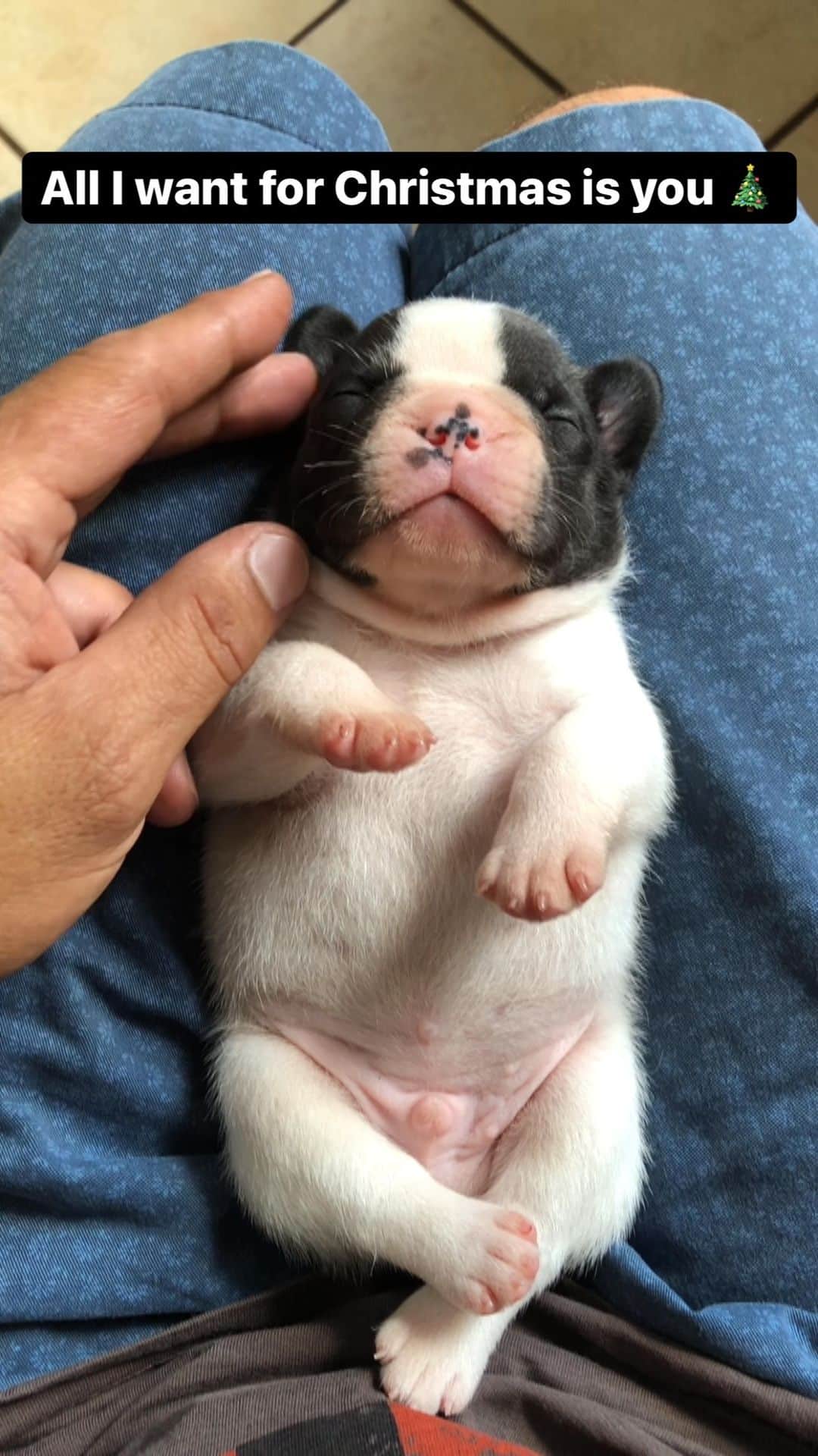 Regeneratti&Oliveira Kennelのインスタグラム：「My little Panda ❤️ @mariahcarey #frenchie #christmas」