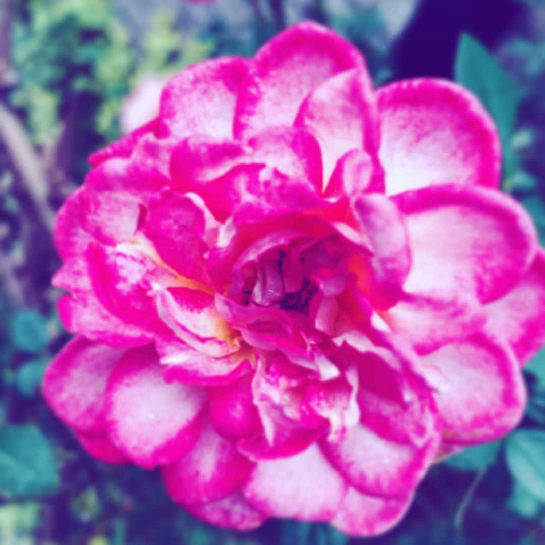 中野敬久さんのインスタグラム写真 - (中野敬久Instagram)「#flower #flowersoflife #pink #hope #gradation #beauty」12月3日 8時36分 - hirohisanakano