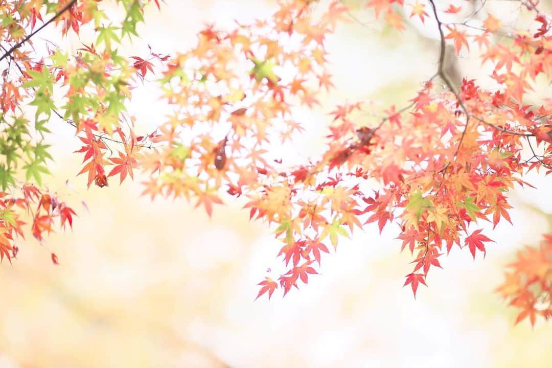 kiccyomuのインスタグラム：「☁️ 2020.12.03 Thu 京都の #紅葉 🍁 #北野天満宮 の #紅葉苑 🍁 ここは、ゆっくりと 紅葉狩りが楽しめます😊 色とりどり🍁  今年は、 日本三大天神に行けました😊  今日も元気に🤗  location #京都 📷撮影 2020年11月21日」