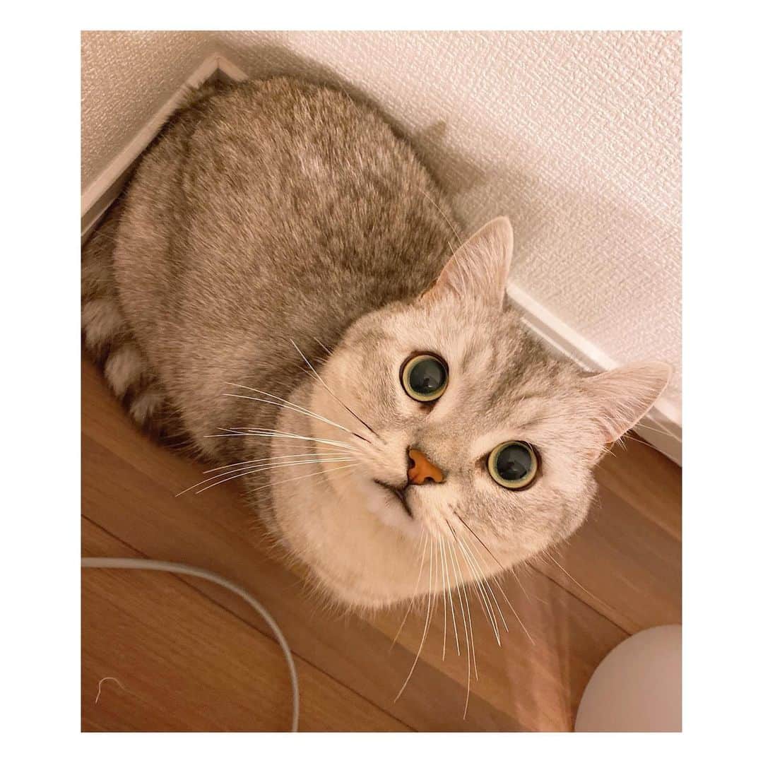 山谷花純さんのインスタグラム写真 - (山谷花純Instagram)「まるさん。いつもお留守番ありがとう。  #ミヌエット #まるとの生活 #猫がいる生活 #にゃんすたぐらむ」12月3日 8時59分 - kasuminwoooow