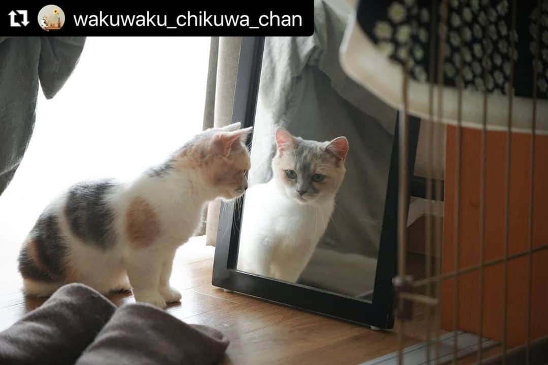 ねこさんのインスタグラム写真 - (ねこInstagram)「【#ねこは人を笑顔にする 】❣️ 自分チェック、大事💄 @wakuwaku_chikuwa_chan さん、ありがとっ💇‍♀️❣️ #Repost @wakuwaku_chikuwa_chan with @make_repost ・・・ . よし、 きょうもわたちかわいい🐱 . . 5ヶ月頃のちくわです ほ、細い…！ この頃から、毎日数回 鏡の前で身だしなみチェック💆 今も変わらず日課になってます 女の子だね . --- #ねこすたぐらむ #ニャンスタグラム #ねこちゃんホンポ #みんねこ #ペコねこ部 #ねこのきもち  #nekoclub #猫のいる生活 #猫のいる暮らし #ちくわとおこげ #ちくわ猫 #猫好きさんと繋がりたい #三毛猫 #三毛猫部 #ねこ部 #猫部 #保護猫 #ねこは人を笑顔にする #catstagram_japan #catsofinstagram #calico」12月3日 9時47分 - neko_magazine