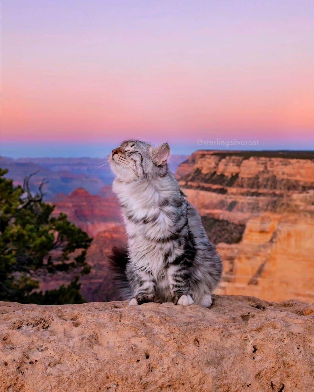 Aww Clubさんのインスタグラム写真 - (Aww ClubInstagram)「Some views are simply breathtaking⠀ ⠀ 📷 #@sterlingsilvercat⠀ ⠀ #meowed #sterlingsilvercat #breathtaking #Siberianforestcat」12月3日 10時00分 - meowed