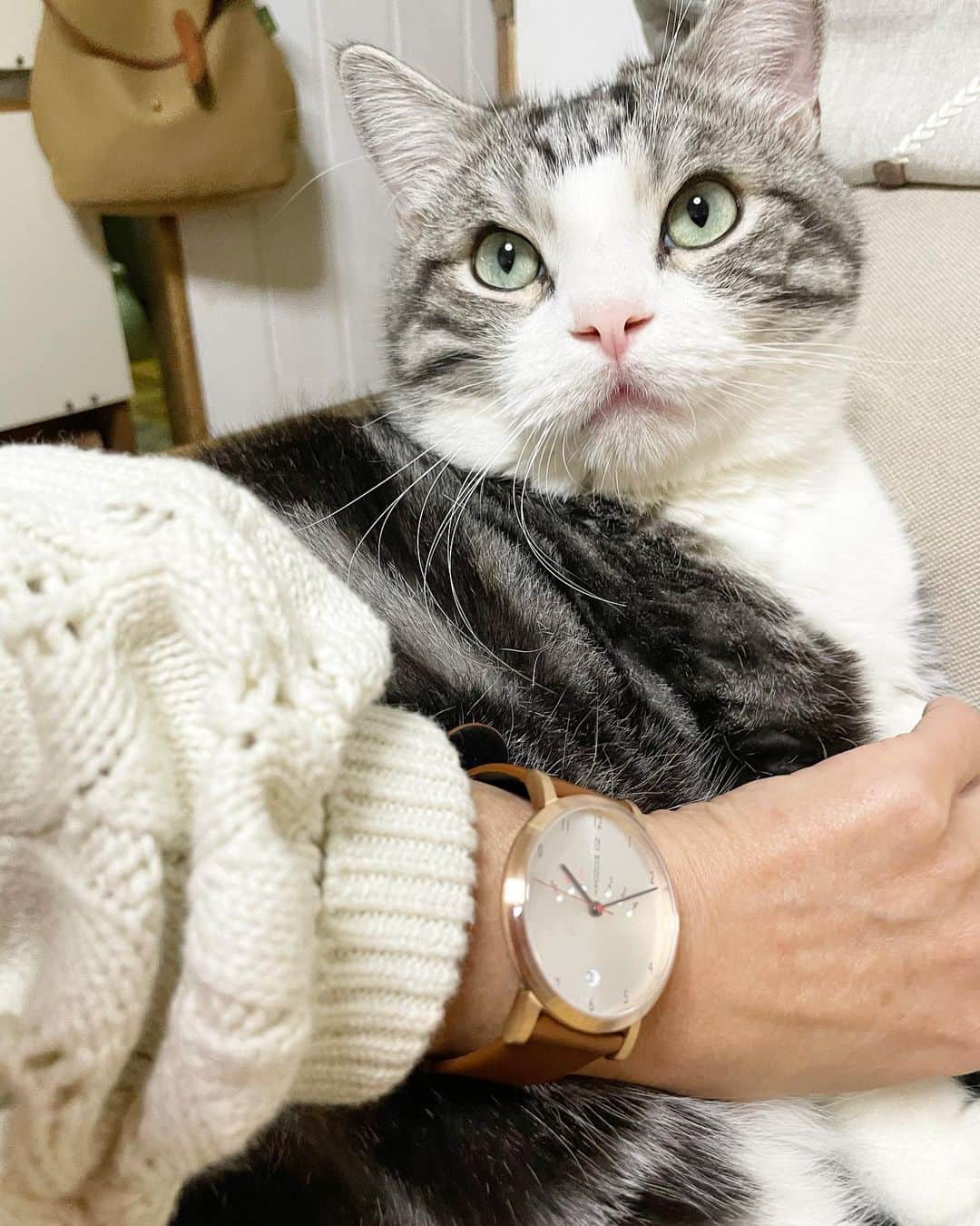 のインスタグラム：「パンちゃんがそっぽを向いてますが ノーマンデーさまの時計をPRさせて頂いています😊 クーポン発行していただきました。↓ 最近お店でも色んなところで取り扱い開始になり時計好きとしては見かけると嬉しいです。#munchkincat #ねこ #時計好きな人と繋がりたい #マンチカン#パンチクリン健太   #nomonday#ノーマンデー#腕時計#時計#手元倶楽部  クーポンコードは、 『tansokz44』 使用で10パーセントオフになります。」