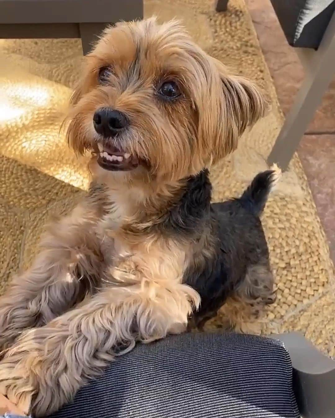 さんのインスタグラム写真 - (Instagram)「Sammy Boy 💭 Smile! 😄 It’s Hump Day! ♥️🥰😍🙌🏼 #HappyHumpDay #SmilingDog #DogSmile #HappyDogHappyLife」12月3日 10時03分 - happyyorkiefamily