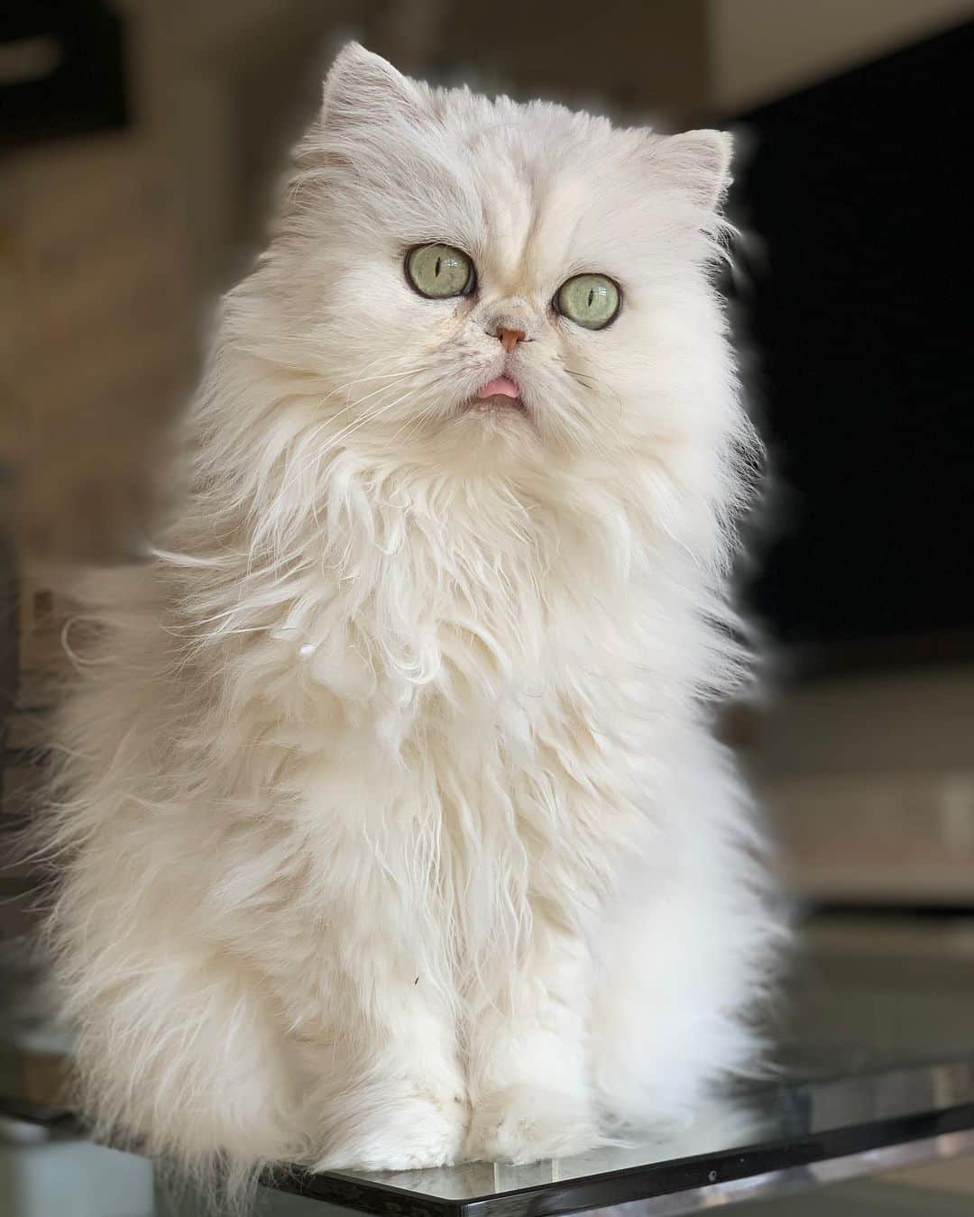 12 Chinchilla Persianのインスタグラム：「I woke up like this 💁‍♀️ - yuki 💗 #cat #catstagram #catsofinstagram #cats_of_instagram #weeklyfluff #persiancat #instacute #kawaii」