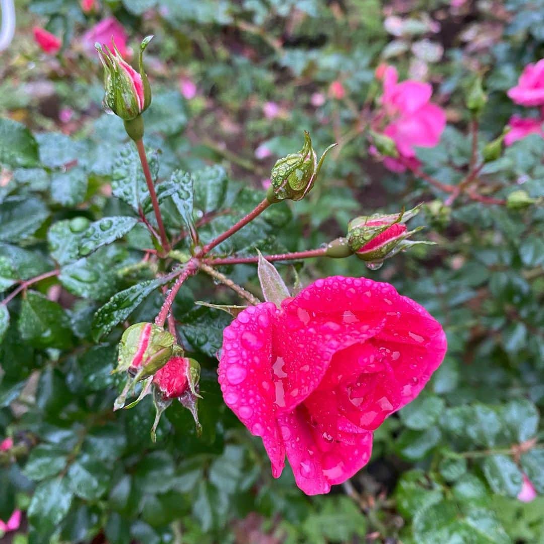 市川海老蔵 （11代目）さんのインスタグラム写真 - (市川海老蔵 （11代目）Instagram)「Roses on a rainy day,  indescribable beauty. * 雨の日の薔薇、  なんとも言えない美しさがある。  #市川海老蔵 #海老蔵 #成田屋 #歌舞伎  #和 #日本文化 #ABKAI #ABMORI #ebizoichikawa #ebizo #kabuki #kabukiza #thunderparty #ebizotv #theater #theaterarts #actor #japan #classic  #kabukiactor」12月3日 10時08分 - ebizoichikawa.ebizoichikawa