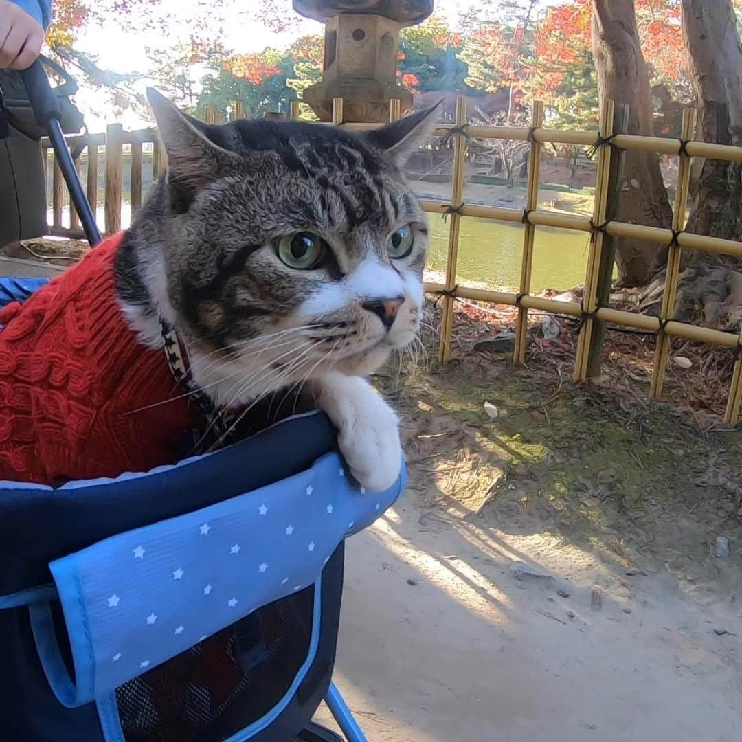 ネコのリキさんのインスタグラム写真 - (ネコのリキInstagram)「今日の動画はリキちゃんと公園へお散歩に行った時の様子。 紅葉がとっても綺麗でした🎵 是非YouTubeでも見てみてね😄🍁😸  #猫と公園散歩 #紅葉 #猫とおでかけ #リキちゃん #YouTubeで毎日動画配信中 #リキちゃんねるで検索してね #猫写真 #キジトラ #キジ猫 #キジ白 #猫のリキちゃん #リキちゃんねる #猫 #ねこ #ねこ部 #にゃんすたぐらむ #にゃんこ #にゃんだふるライフ #ふわもこ部 #ネコ #ねこのいる生活 #catstagram #instacat #catoftheday #ilovemycat #ねこのきもち #ペコねこ部 #エウレカねこ部 #ねこにすと #peppyフォト部」12月3日 10時16分 - rikichan_mickey