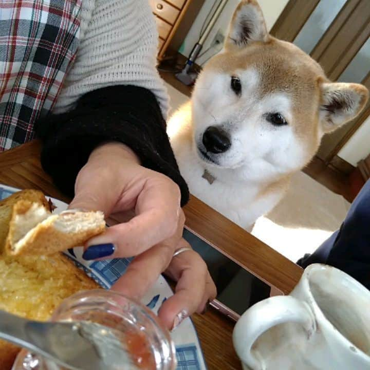 柴犬⭐️サスケのインスタグラム