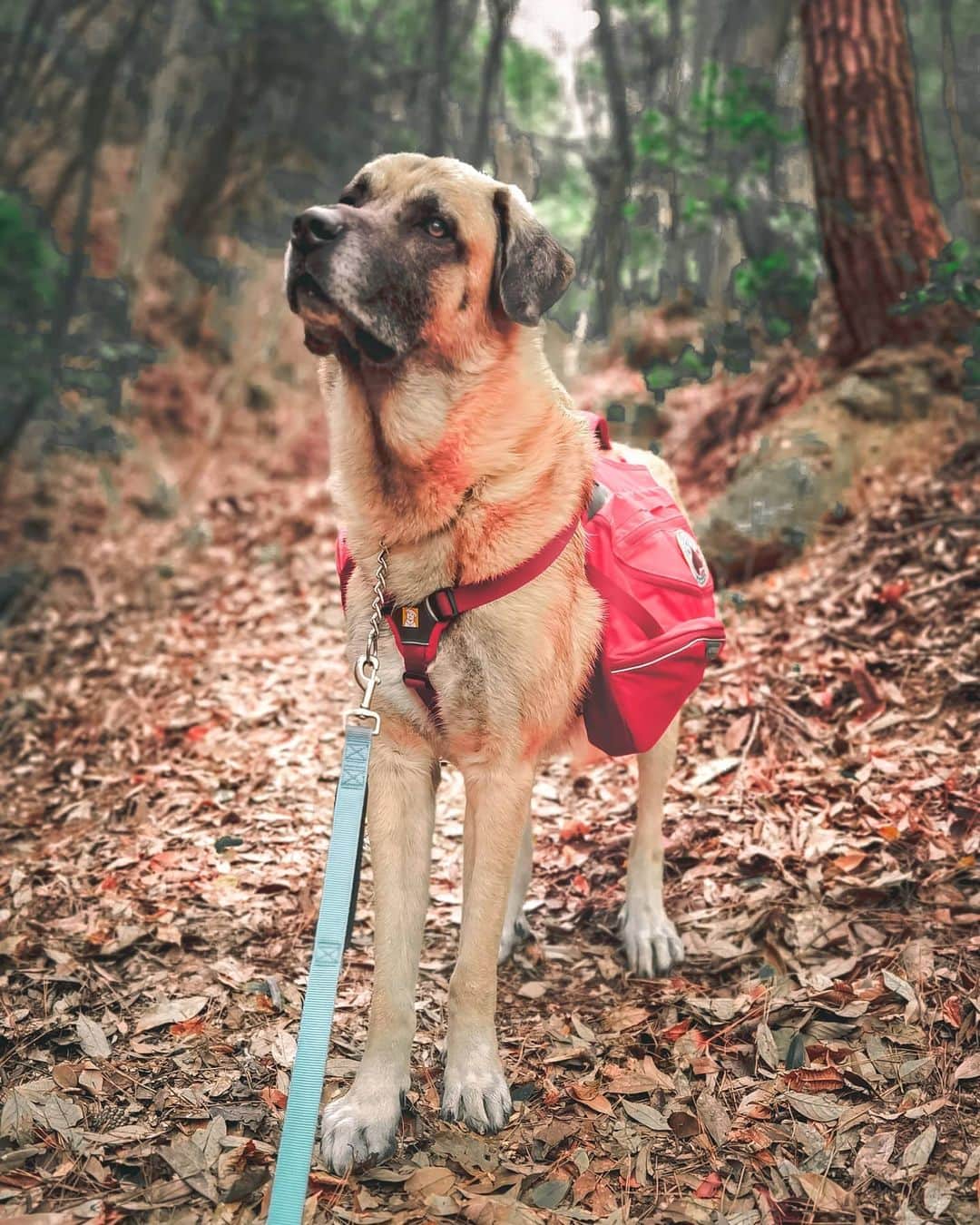 のインスタグラム：「He carries his own stuff😊✋💕 . ハイキングではバディーは自分の荷物持って水や水筒を運びます😉👌 . 私の荷物も運んでくれる頼れるメンズです❤️笑😂 . . . . #kangal #kangaldog #kangalköpeği #anatolianshepherd #anatolian #bigdoglife #buddy #hiking #カンガル犬  #大型犬のいる生活 #大型犬 #超大型犬 #バディーライフ」