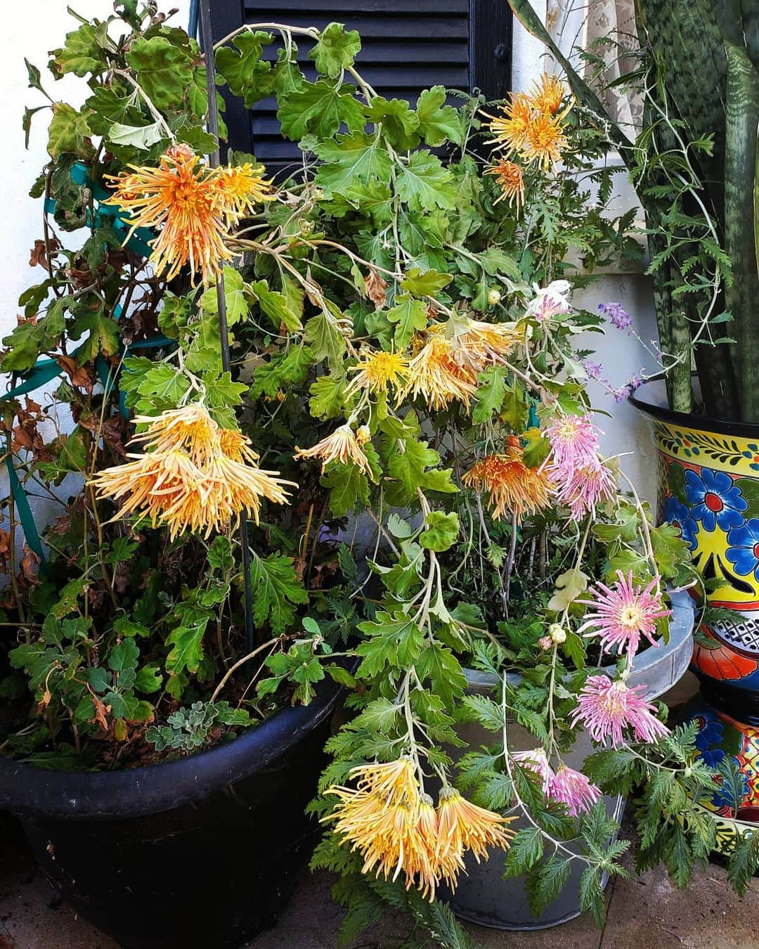 ガソリングラマーさんのインスタグラム写真 - (ガソリングラマーInstagram)「MUMS ARE HERE 🏵🌼🏵🌼 I KNOW YOU ARE SUPPOSED TO PINCH THEM BUT I LET THEM GO FREE & WILD AKA FLOPPY 🤪😜😝 #GASOLINEGARDEN #ILOVEGARDENS #GARDENSRULE #GARDENCHURCH #GARDENPARTY #GARDENMAGIC #AVANTGARDEN #GARDENS #GARDENGANGSTER #GARDEN #GRADENLIFE #GARDENER #GARDENTIME  #GARDENING #VEGETABLEGARDEN #FLOWERS #SUCCULENTS  #PLANTS  #CACTUS #AYEARINFLOWERS  #shadowhills  #THANKYOU  @gasolineglamour  #GASOLINEGLAMOUR #PLANTSOMESHIT  #GROWSOMESHIT  @kingsmums  #kingsmums  #mums」12月3日 10時56分 - gasolineglamour