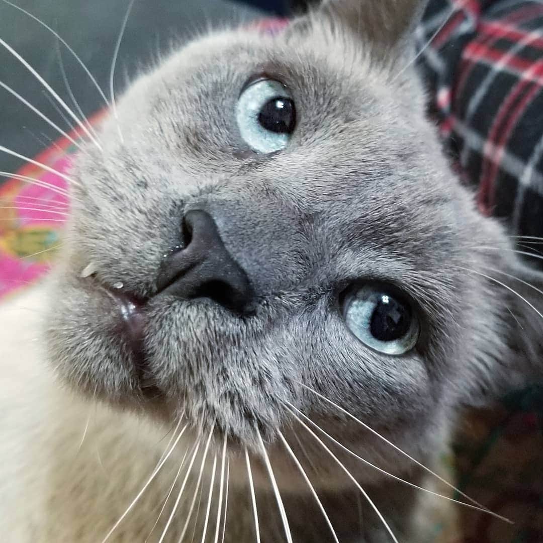 のインスタグラム：「The Face has adapted well to a life of leisure. #FaceTime」