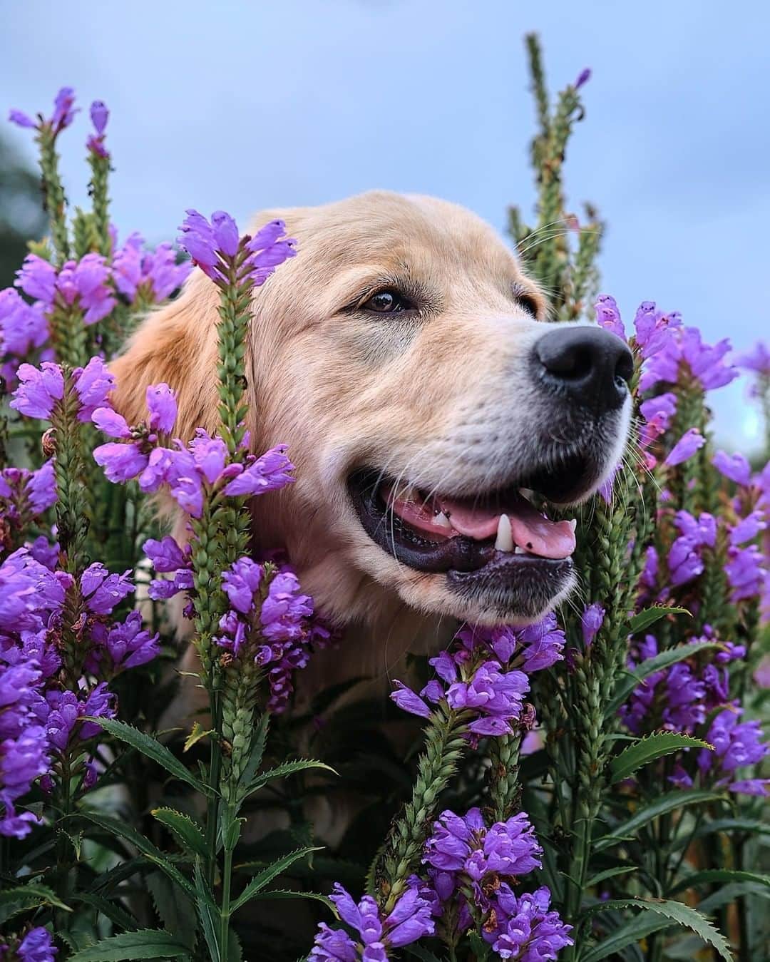 8crapさんのインスタグラム写真 - (8crapInstagram)「Meet Yuuki, the flower expawrer - Want to get featured like her? Join “The Barked Club” on FACEBOOK and post something now! 👉 barked.com - 📷 @yuuki_the_goldie - #TheBarkedClub #barked #dog #doggo #GoldenRetriever」12月3日 17時00分 - barked