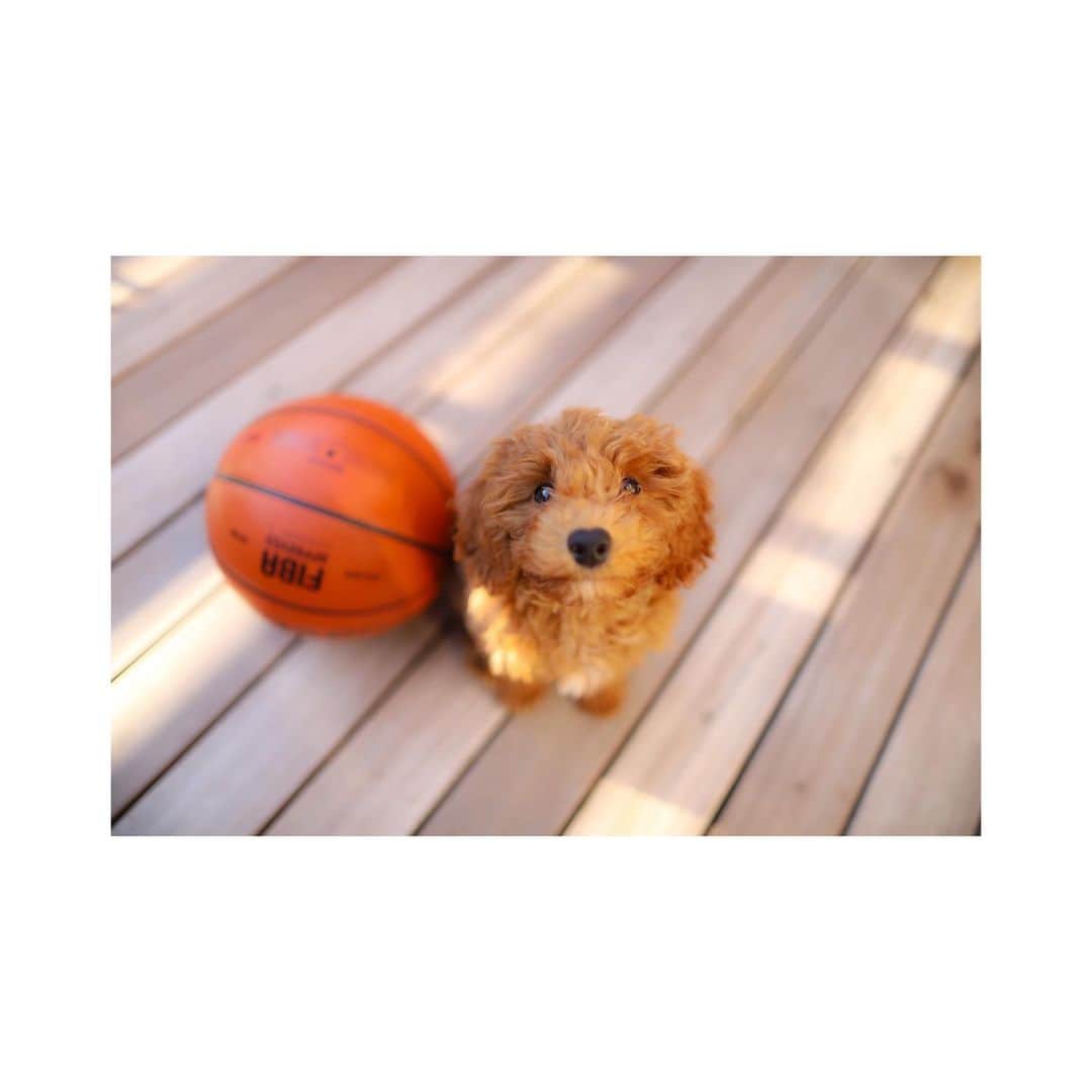 平中克幸のインスタグラム：「. サイズ感の記録😄 . . ミディアムプードルなのでこれから どんどん大きくなるのかな。 . . . #ミディアムプードル #mediumpoodle  #バスケットボールサイズ #鼻がハート♥️」
