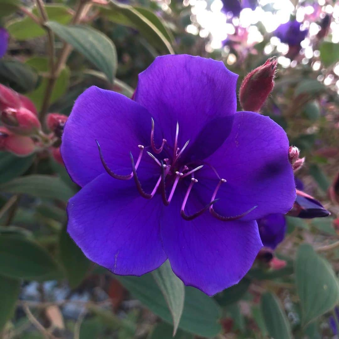 純名里沙さんのインスタグラム写真 - (純名里沙Instagram)「たわわな果実。。おいしそ🤤 ・ むらさきの美しいお花にも出逢いました🌸 ・ #たわわ #果実 #紫の花 #君の名は」12月3日 16時54分 - risajunna3158