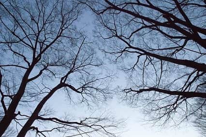 日下裕江さんのインスタグラム写真 - (日下裕江Instagram)「𝔹𝕒𝕣𝕖 𝕥𝕣𝕖𝕖  葉が落ちて 冬到来って感じだね…  気温も一気に下がって 来週から更に寒くなりそう🍃  でも楽しいクリスマスが待ってる🎄  わくわく♪  #baretrees #裸木 #紅葉樹 #枯れ木 #冬の木」12月3日 11時50分 - hiroe___h