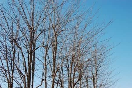 日下裕江さんのインスタグラム写真 - (日下裕江Instagram)「𝔹𝕒𝕣𝕖 𝕥𝕣𝕖𝕖  葉が落ちて 冬到来って感じだね…  気温も一気に下がって 来週から更に寒くなりそう🍃  でも楽しいクリスマスが待ってる🎄  わくわく♪  #baretrees #裸木 #紅葉樹 #枯れ木 #冬の木」12月3日 11時50分 - hiroe___h