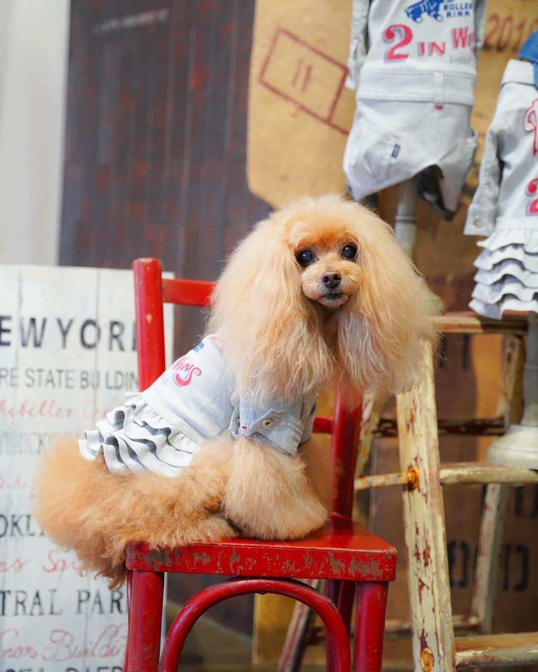 Toypoodle Mikuru?Asakusa Tokyoのインスタグラム