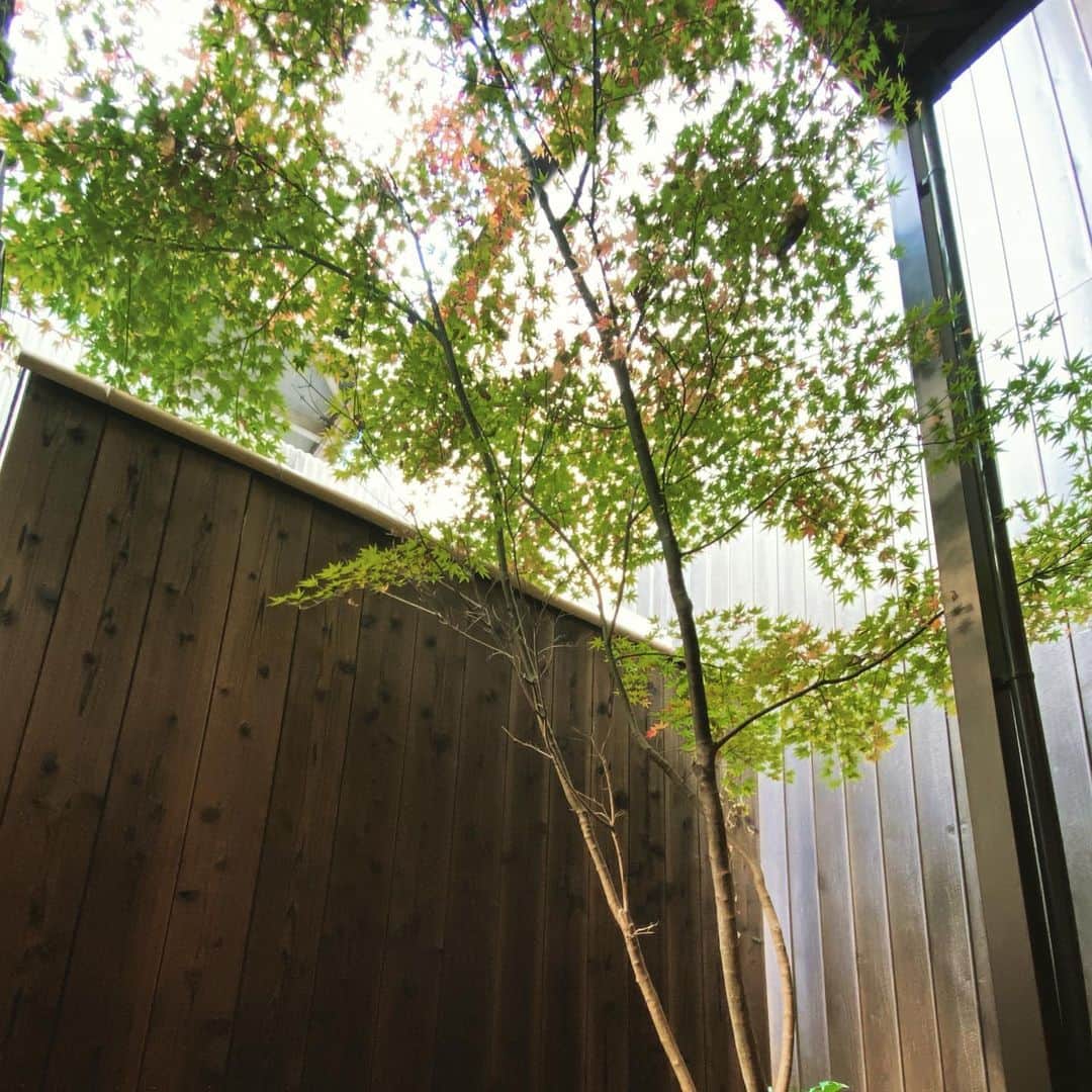 鴨志田由貴さんのインスタグラム写真 - (鴨志田由貴Instagram)「まだ京都の家の庭のもみじちゃんは紅葉してなくてこれからという感じ。 少し色づくのが遅い感じがしますね。」12月3日 12時24分 - live73