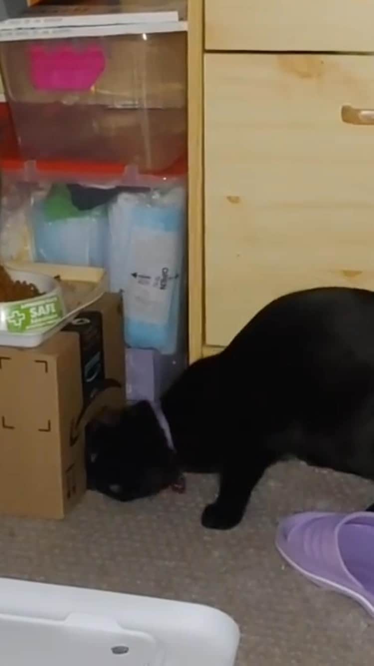 The Cats Of Instagramのインスタグラム：「#Repost • #COIVideoChallenge • @aichaallison  Melinoe never truly JUST eats her kibble. She likes to eat like her wild ancestors, on the *filthy* ground」
