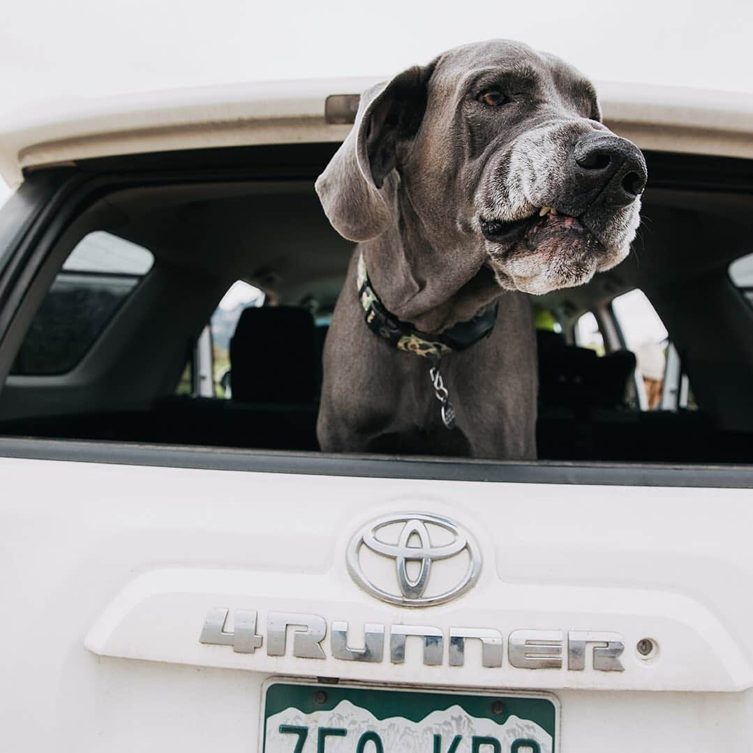 Burton Japanさんのインスタグラム写真 - (Burton JapanInstagram)「ワンも待ち焦がれる本格的な冬の訪れ。Photo: @gabe_lheureux #DogsofBurton」12月3日 12時35分 - burtonjapan