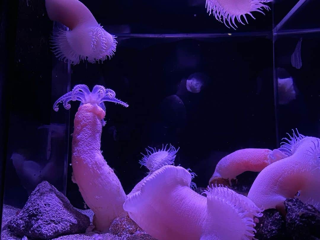 岡田彩花さんのインスタグラム写真 - (岡田彩花Instagram)「. 「 いろんな いのち」  #水族館 #ウミガメ #沈黙の海  ----------  水族館って好きなんですよね。  見えない海の底に、これだけの命がひしめきあっている。  キラキラしていて本当に綺麗。 . . それでいて深海が宇宙より解明されていないなんて、なんて神秘的。 . . だからこそ沈黙の海という作品には考えさせられたなぁ。  こういうの怖くて、無の恐ろしさをひしひしと感じるのですすす。 . . 横から見る海はこんなにも素敵なのに。  む。  ----------  そして横から見る世界を素敵に映すために、  めちゃくちゃ丁寧にガラス拭きされているおじさんも素敵に輝いておりました。  謝謝。 . . . #ジンベエザメ #深海魚 #いおワールドかごしま水族館 #鹿児島 #kagoshima #japantravel #aquarium #aquariumfish #aquariumlife #blueocean #silentsea #sea #ocean #水槽  #岡田彩花 #あやかんぬ #ayakaokada #シグマセブン #シグマセブンフェイス」12月3日 12時45分 - ayakaokada1108
