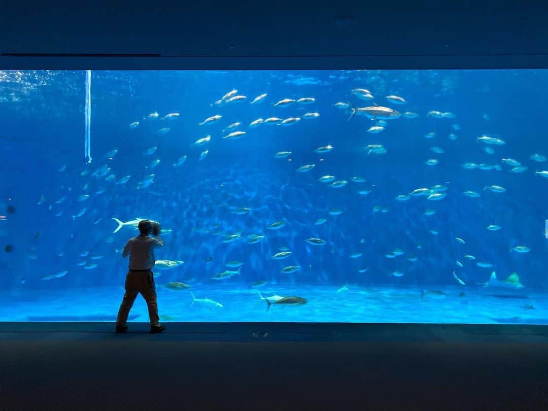 岡田彩花さんのインスタグラム写真 - (岡田彩花Instagram)「. 「 いろんな いのち」  #水族館 #ウミガメ #沈黙の海  ----------  水族館って好きなんですよね。  見えない海の底に、これだけの命がひしめきあっている。  キラキラしていて本当に綺麗。 . . それでいて深海が宇宙より解明されていないなんて、なんて神秘的。 . . だからこそ沈黙の海という作品には考えさせられたなぁ。  こういうの怖くて、無の恐ろしさをひしひしと感じるのですすす。 . . 横から見る海はこんなにも素敵なのに。  む。  ----------  そして横から見る世界を素敵に映すために、  めちゃくちゃ丁寧にガラス拭きされているおじさんも素敵に輝いておりました。  謝謝。 . . . #ジンベエザメ #深海魚 #いおワールドかごしま水族館 #鹿児島 #kagoshima #japantravel #aquarium #aquariumfish #aquariumlife #blueocean #silentsea #sea #ocean #水槽  #岡田彩花 #あやかんぬ #ayakaokada #シグマセブン #シグマセブンフェイス」12月3日 12時45分 - ayakaokada1108
