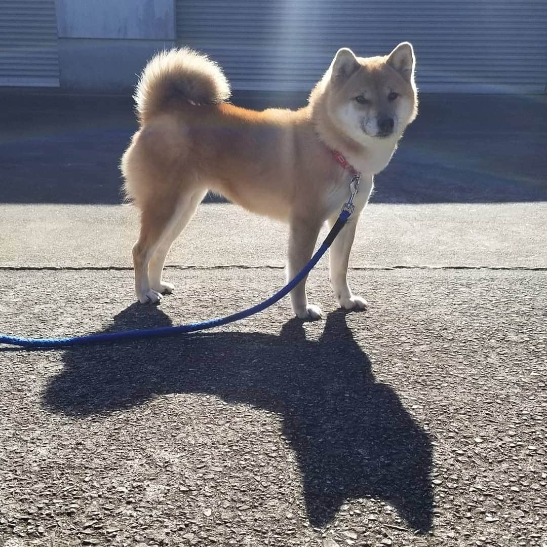 柴犬たま Shibainu Tamaのインスタグラム