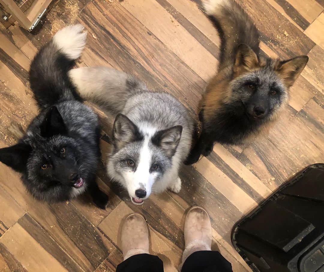 Rylaiさんのインスタグラム写真 - (RylaiInstagram)「The baby boys....  . These baby Russian boys are so amazing!! Look at them sit when asked. Of course I had a treat or they would pretend to only speak Russian.  . Have you picked a fav or have you fallen in love with each of them as we have?  . . . #goodboys #animals #foxes #yuri #vlad #dmitriy #russianboys #babies #nonprofit #supportlocal #nonprofit #sandiego #furfree #animalwelfare #conservation #education #foxesofig #lovefoxes #animallovers」12月3日 12時51分 - jabcecc