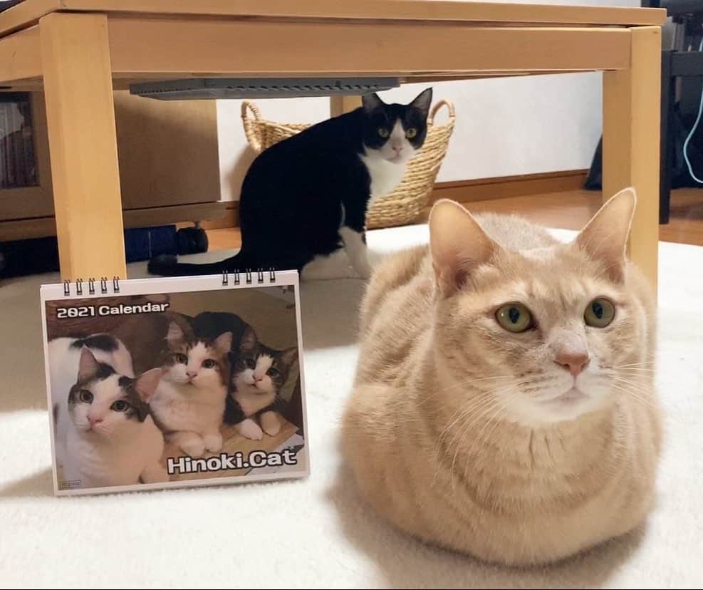 ひのき猫さんのインスタグラム写真 - (ひのき猫Instagram)「ハイチーズ！  ５匹揃いました(^^)」12月3日 13時21分 - hinoki.cute.kitten