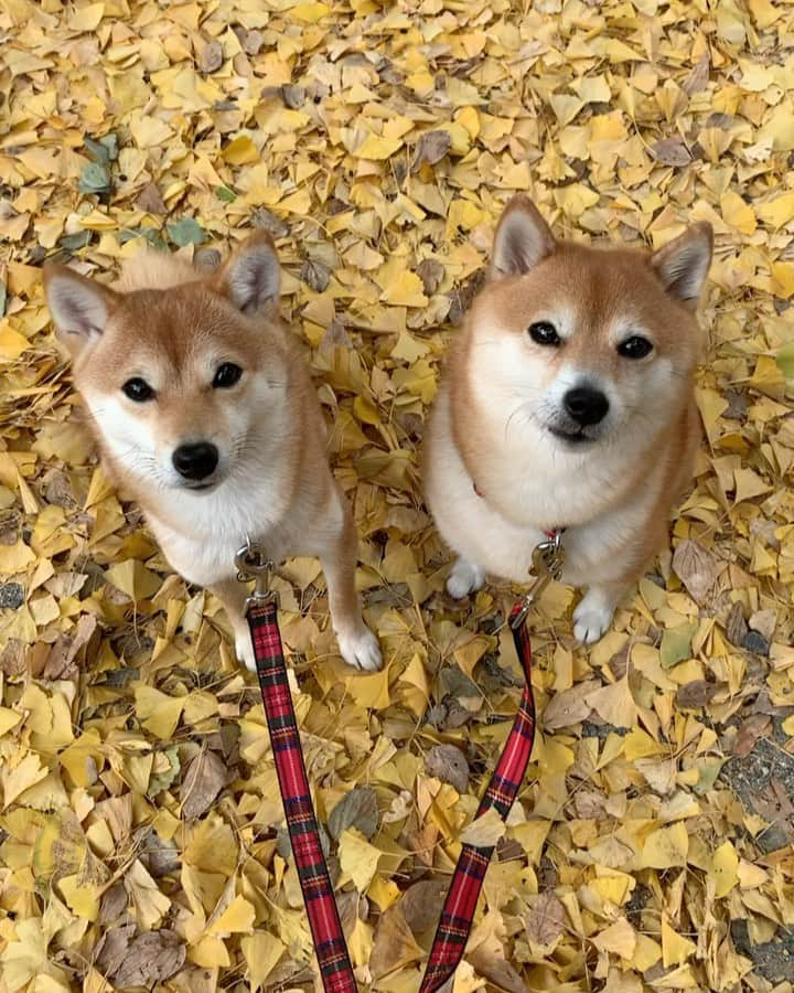 豆柴 サニーちゃんのインスタグラム