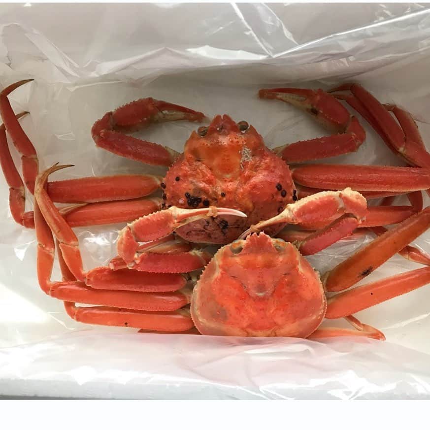 のインスタグラム：「母が境港から松葉ガニ送ってくれた〜🦀早速食べた〜うまうま❤️暫く部屋とか所々が生臭くなる〜❤️」
