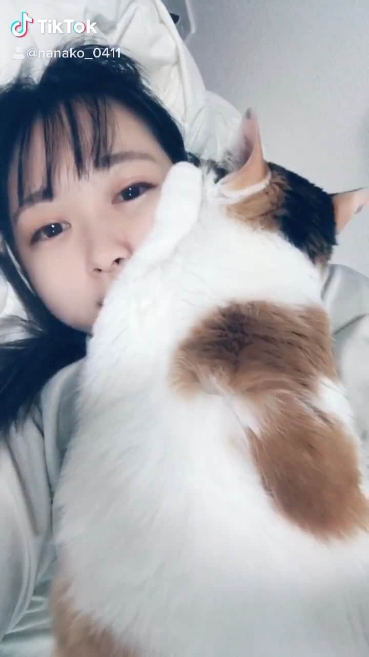 のインスタグラム：「飼い主の顔に乗っかるスタイルです。  きなこ大きいな👀  #猫のいる暮らし #ねこのいる生活 #猫 #ねこ好き #ペット #癒し  #にゃんこ先生 先輩がそう呼んでた笑 #三毛猫 #おうち時間 #肉球 #きなこ  #좋아요 #팔로우미 #오오티디  #패션  #패션스타그램 #followme #pleasefollowme #likeforlikes #pleaselike #model #cosplayer #l4l  #girl  #cute #かわいい」