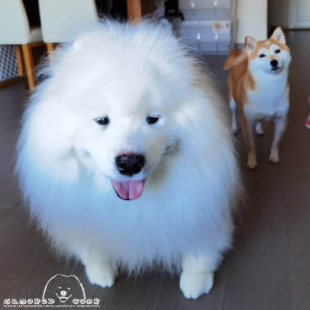 のインスタグラム：「😜😜😜 #cute #dog #doglover #dogsofinstagram #dogoftheday #dogofthedayjp #dogstagram #fluffy #hkig #hongkong #ilovemydog #instadog #instagood #instamood #instagraphy #shibainu #samoyedoninstagram #pet #petlovers #petsofinstagram #petstagram #photooftheday #puppy #pupsofinstagram #samoyed #samoyedsofinstagram #webstagram #犬 #サモエド」