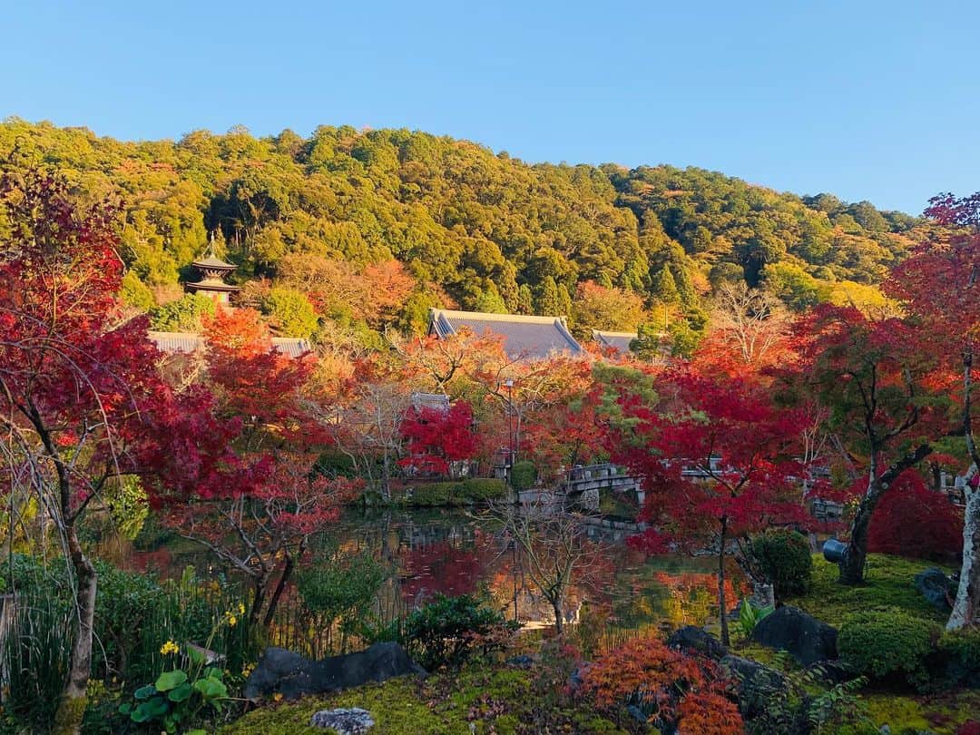 アシュリー千帆さんのインスタグラム写真 - (アシュリー千帆Instagram)「.  👘 Kyoto trip ⛩  京都　 総本山永観堂禅林寺 🍁  初めてここに行ったのは大好きなゆっぴこと🥰  綺麗すぎて感動して、いつか両親に見せたいと思っていたの。  やっと両親を連れて行けました🍁💕  2回目だけど、綺麗すぎて終始感動してた🥺  今回はコロナ対策なのか、 ルートも決められていて自由に見るというよりは流れに身を任せて歩くという感じで、  入り口で体温測って消毒して 入場料を払った人だけ中に入れました☺️  いろんな神社とかお寺とか行ったけど ここが一番対策しっかりしてた！！  紅葉の綺麗な庭園だけじゃなくて建物の中もいろいろ見学できてダディは喜んでました😌😌  回り終わった後にあるお休み処、綺麗な景色を見ながらお団子食べたりお茶飲んだりできるの  これとは別にあったかいお茶もサービスでついてきたので暖まりました😌💕  楽しんでくれてよかったし、何より私もすごく楽しかった😌❤︎  I love you, Mummy and Daddy.  .」12月3日 14時47分 - ashli_ch