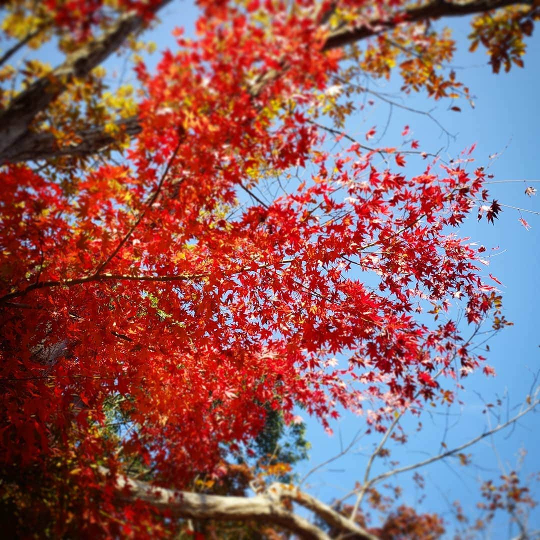高山侑子さんのインスタグラム写真 - (高山侑子Instagram)「. 公園に唯一赤く染った紅葉があったので、ついパシャリ📷  #もみじ #紅葉 #秋も終わり #あっという間に冬」12月3日 15時02分 - takayamayuko_stardust