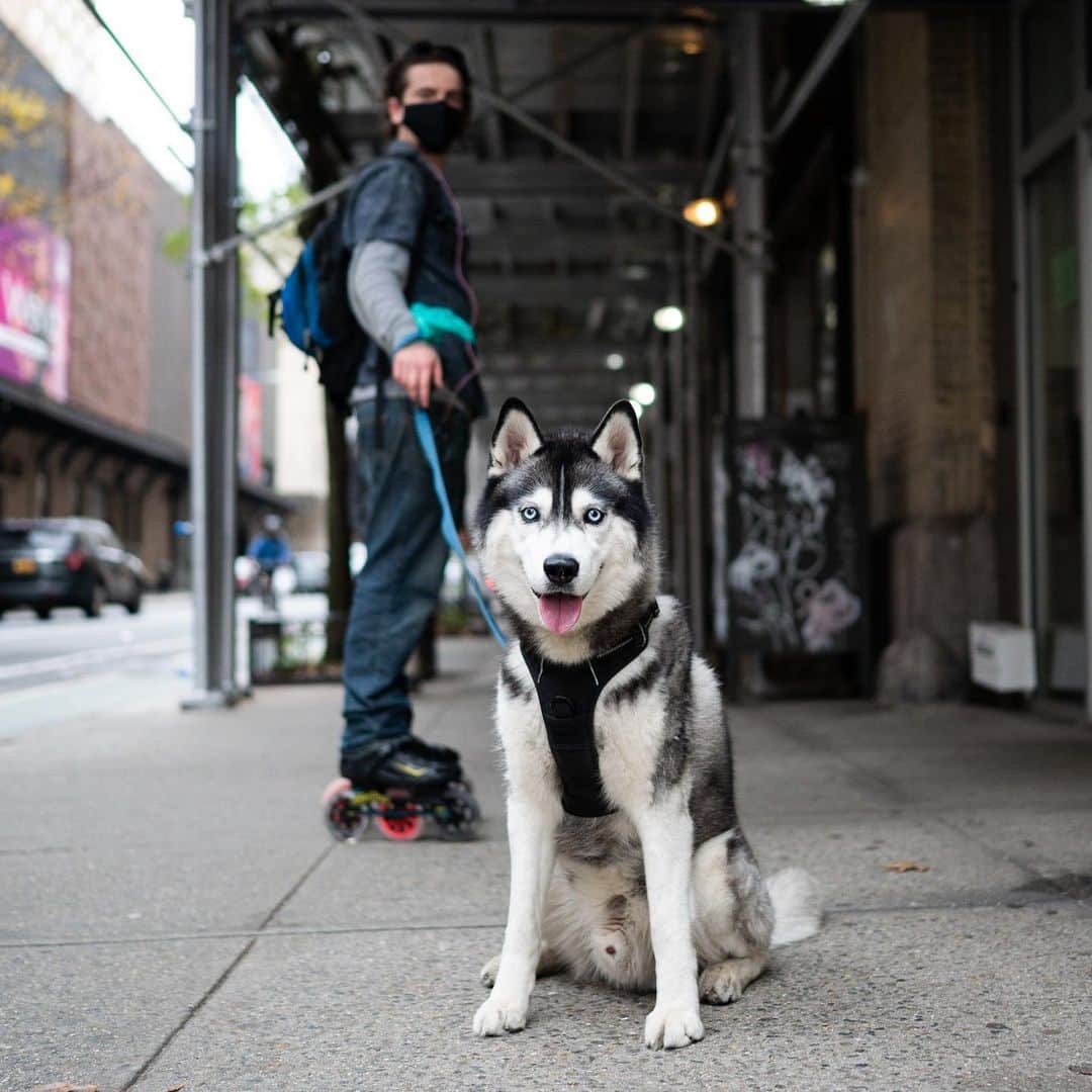 The Dogistさんのインスタグラム写真 - (The DogistInstagram)「Laika, Siberian Husky (7 y/o), 25th & 8th Ave. New York, NY • “He pulls me all around the city. We’ve been doing it for so long, I don’t need brakes.” @laikathehusky」12月4日 2時07分 - thedogist