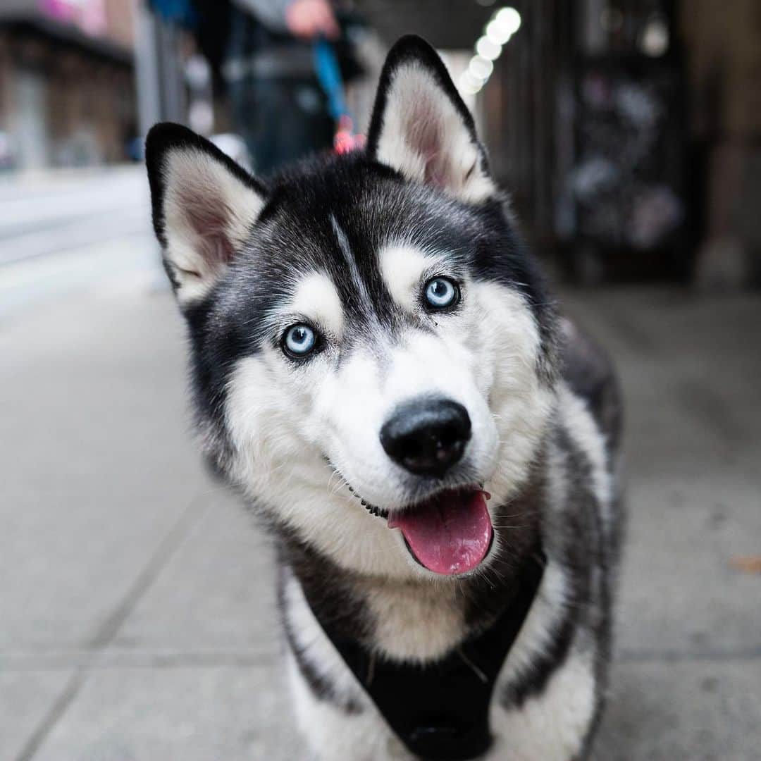 The Dogistさんのインスタグラム写真 - (The DogistInstagram)「Laika, Siberian Husky (7 y/o), 25th & 8th Ave. New York, NY • “He pulls me all around the city. We’ve been doing it for so long, I don’t need brakes.” @laikathehusky」12月4日 2時07分 - thedogist