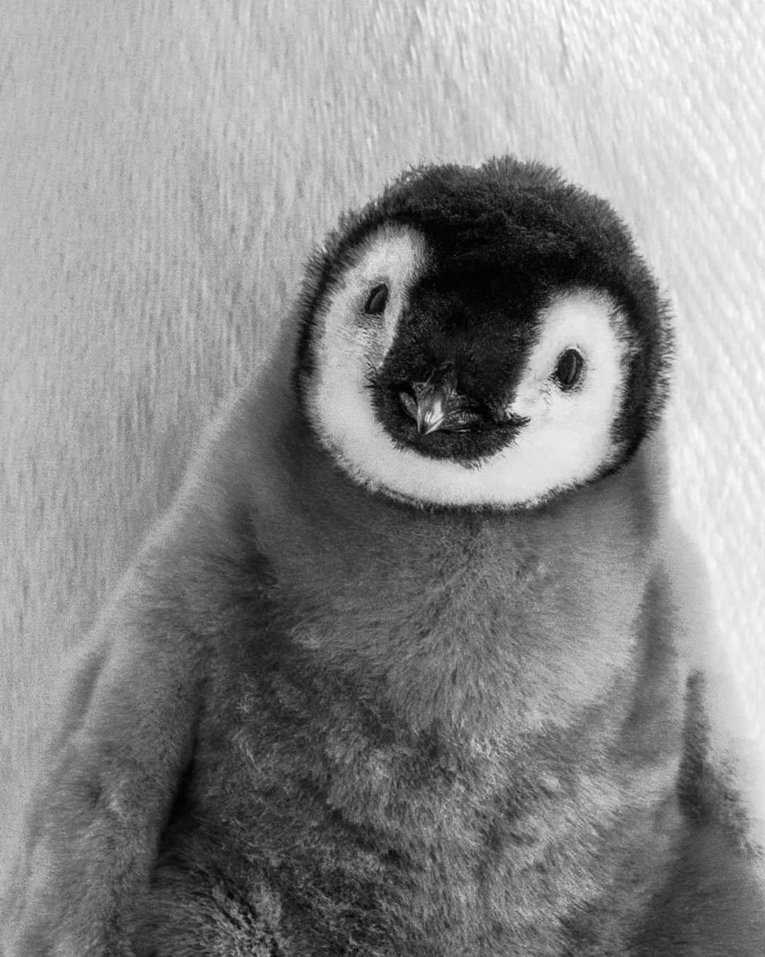 ナショナルジオグラフィックのインスタグラム
