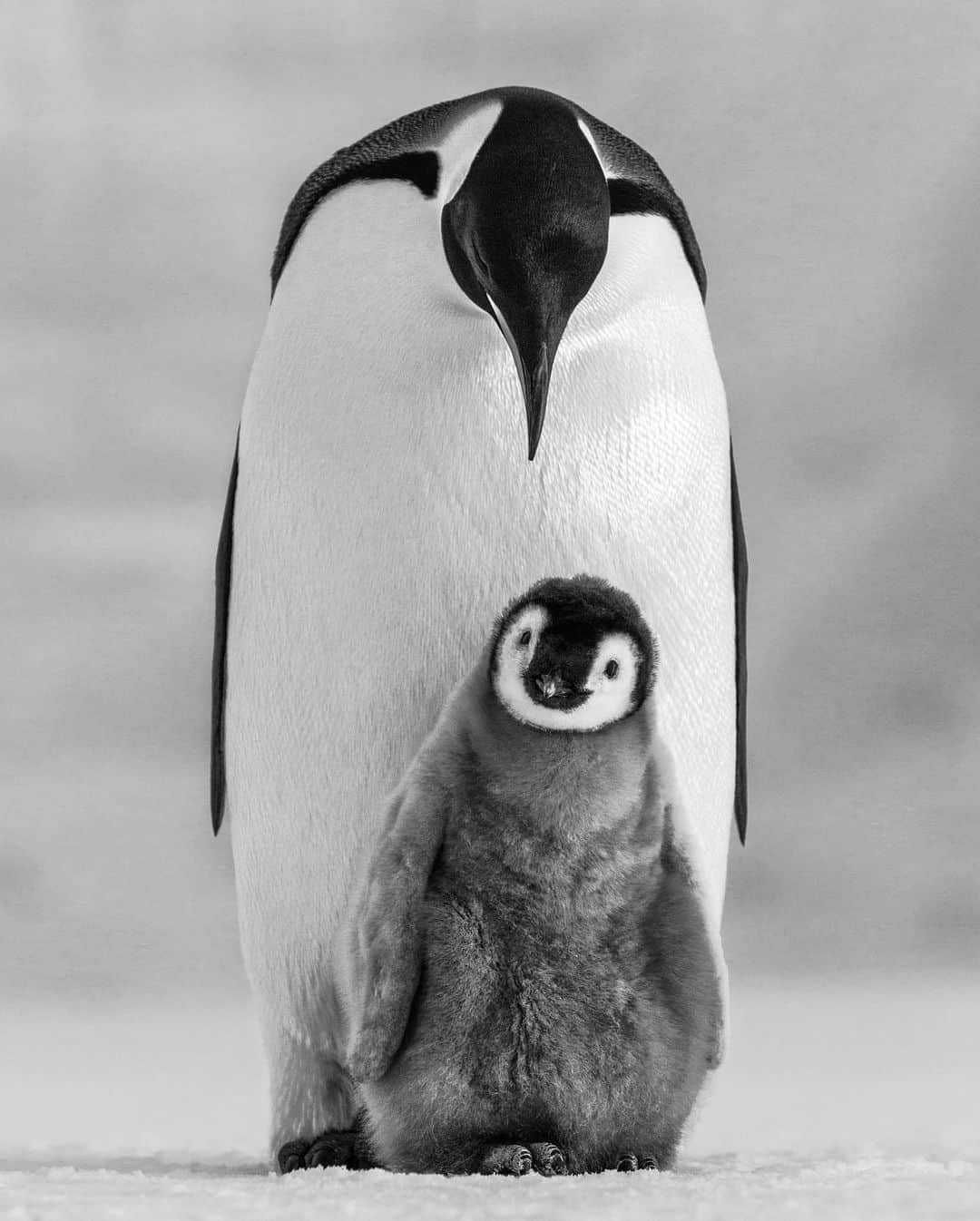 ナショナルジオグラフィックさんのインスタグラム写真 - (ナショナルジオグラフィックInstagram)「Photos by @paulnicklen / The adoration with which this emperor penguin parent regards its chick is a warmth unmatched on Antarctica's raw sea ice. Males incubate eggs for two months in -40℃ (-40℉) weather without a single meal, losing 30% of their body weight in the process–a display of utter commitment. These penguins have no say, no power, and no understanding of the climate nosedive humanity has instigated but suffer all the consequences. Follow me @paulnicklen as we work to renew our species' commitment to being good stewards for the planet and all who reside here. #penguin #emperorpenguin #chick #antarctica #parent」12月4日 0時45分 - natgeo