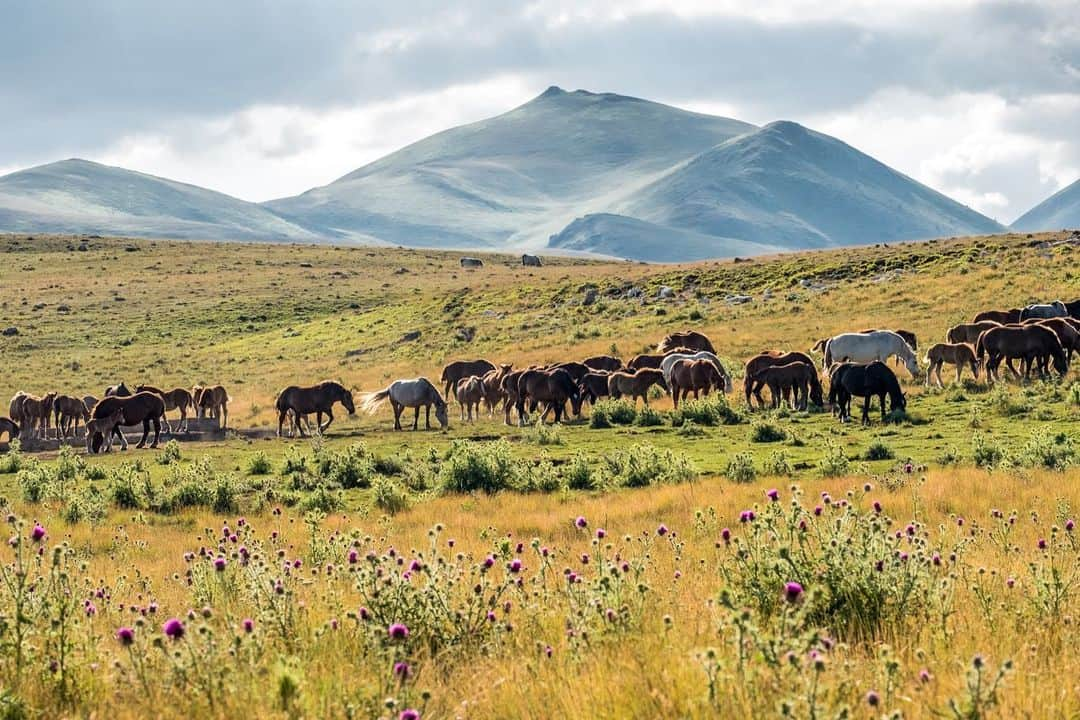 National Geographic Travelさんのインスタグラム写真 - (National Geographic TravelInstagram)「Photos by @francescolastrucci / A person drives along the spectacular roads of Campo Imperatore, the vast plateau situated in the wild Abruzzo region of Italy at an elevation between 1,500 and 1,900 meters (4,900 and 6,200 feet) and fringed by the highest peaks of the Apennine Mountains. Locally known as Little Tibet, the landscape can also resemble some of America’s West. Thanks to its natural beauty, it has been the set of many spaghetti Western movies and other international film productions. The area, a protected land included in a vast national park, offers many hiking trails from which one can experience sweeping views and spot wildlife.  Follow me @francescolastrucci for more places, daily life, and stories around the world. #italy #abruzzo #landscapephotography #ontheroad」12月4日 0時45分 - natgeotravel