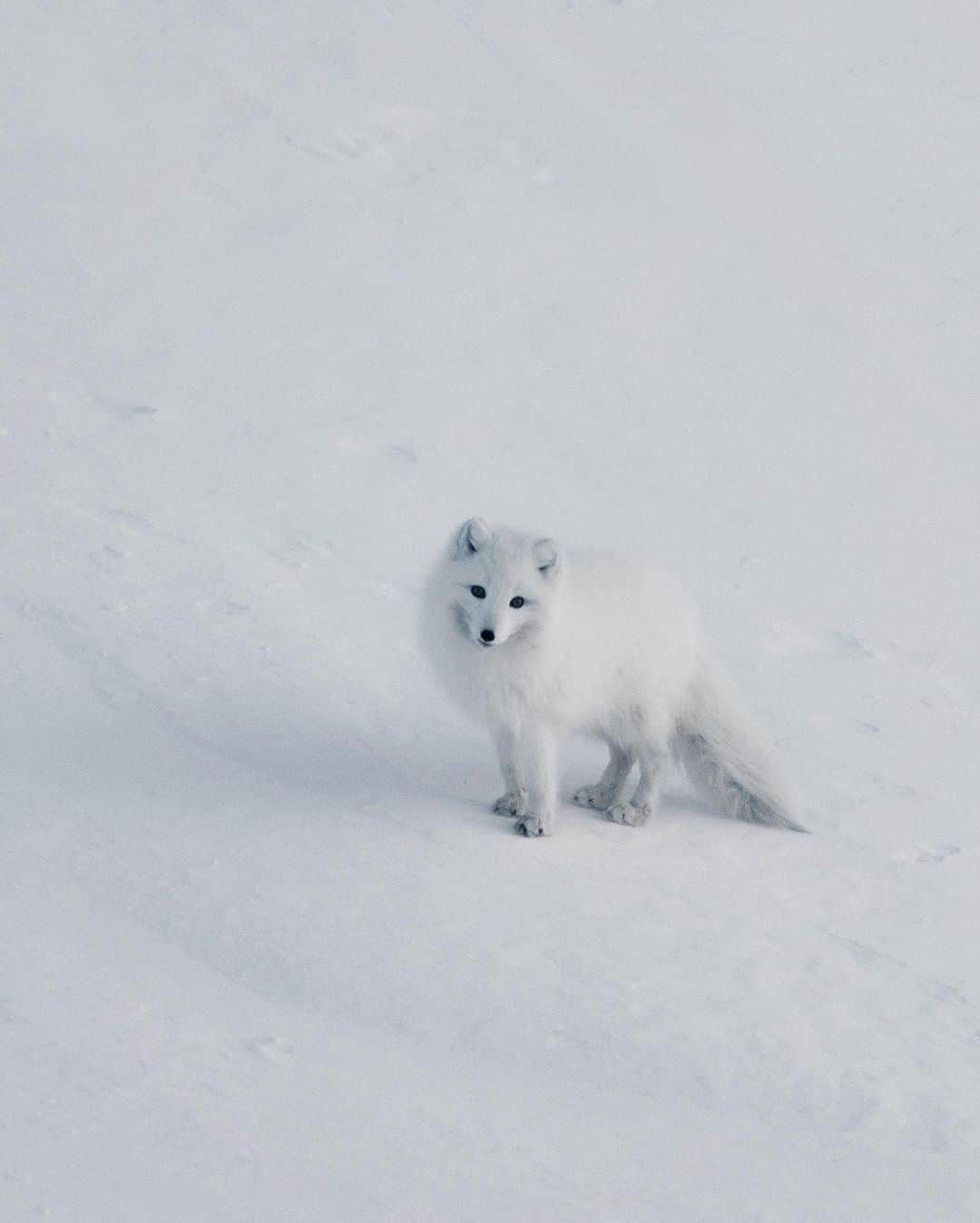 Discover Earthさんのインスタグラム写真 - (Discover EarthInstagram)「The Arctic fox (Vulpes lagopus) is also known as the white fox, polar fox, or snow fox. It is a small fox native to the Arctic regions of the Northern Hemisphere and common throughout the Arctic tundra biome. It is well adapted to living in cold environments, and is best known for its thick, warm fur that is also used as camouflage. It has a large and very fluffy tail. Isn'it beautiful ?  🇸🇯 #discoverSvalbard with @kpunkka  . . . .  #arcticfox  #nature  #svalbard  #polar  #wildlifephotography  #photography  #natgeo  #winter  #unisvalbard  #darkseason  #ice  #spitzbergen  #auroraborealis  #wildlife  #mountains  #naturephotography  #glacier  #northernlights  #polarbear  #adventure  #northpole  #visitnorway  #snow  #travel  #mittsvalbard  #norway  #longyearbyen  #spitsbergen  #visitsvalbard」12月4日 1時00分 - discoverearth