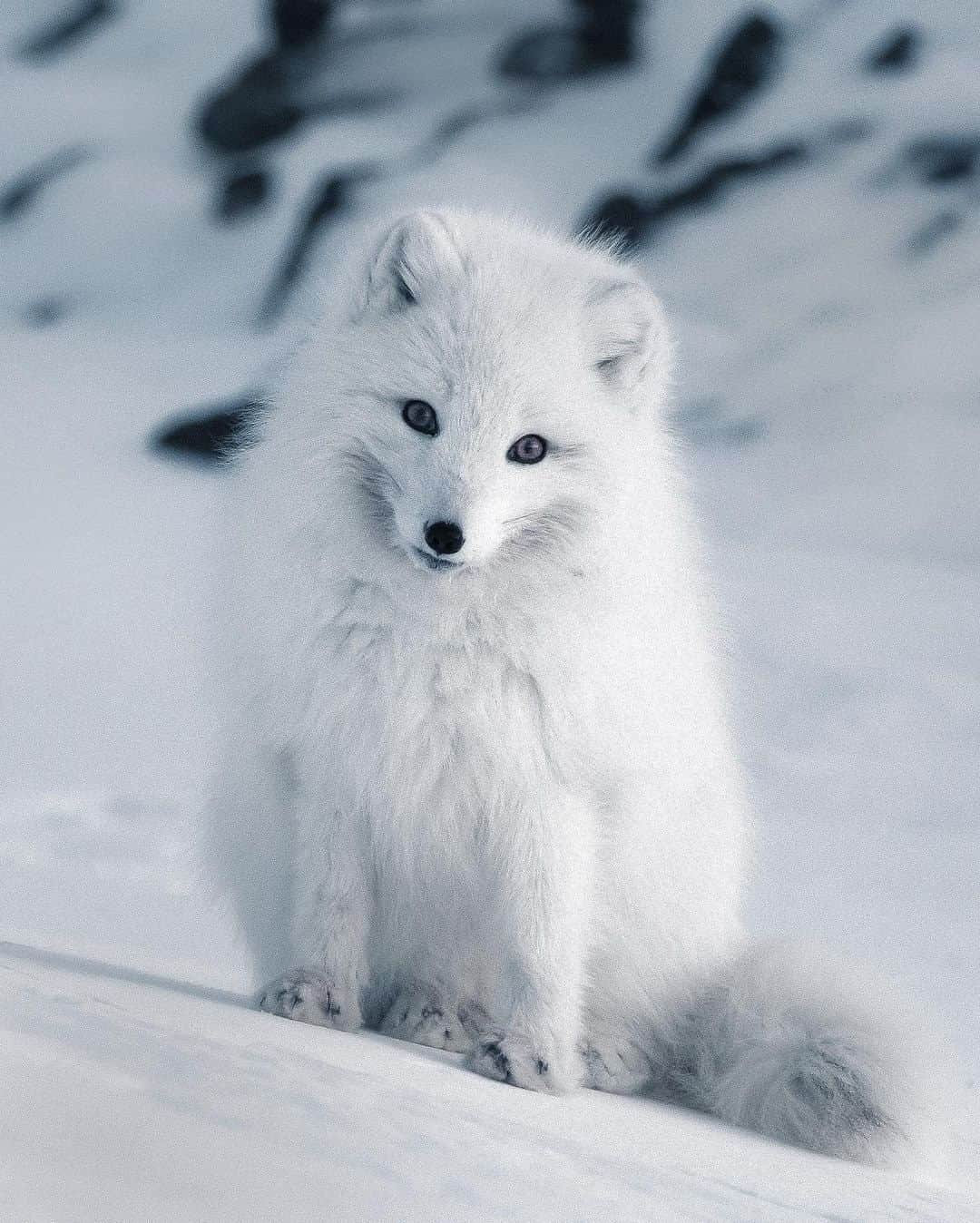 Discover Earthさんのインスタグラム写真 - (Discover EarthInstagram)「The Arctic fox (Vulpes lagopus) is also known as the white fox, polar fox, or snow fox. It is a small fox native to the Arctic regions of the Northern Hemisphere and common throughout the Arctic tundra biome. It is well adapted to living in cold environments, and is best known for its thick, warm fur that is also used as camouflage. It has a large and very fluffy tail. Isn'it beautiful ?  🇸🇯 #discoverSvalbard with @kpunkka  . . . .  #arcticfox  #nature  #svalbard  #polar  #wildlifephotography  #photography  #natgeo  #winter  #unisvalbard  #darkseason  #ice  #spitzbergen  #auroraborealis  #wildlife  #mountains  #naturephotography  #glacier  #northernlights  #polarbear  #adventure  #northpole  #visitnorway  #snow  #travel  #mittsvalbard  #norway  #longyearbyen  #spitsbergen  #visitsvalbard」12月4日 1時00分 - discoverearth